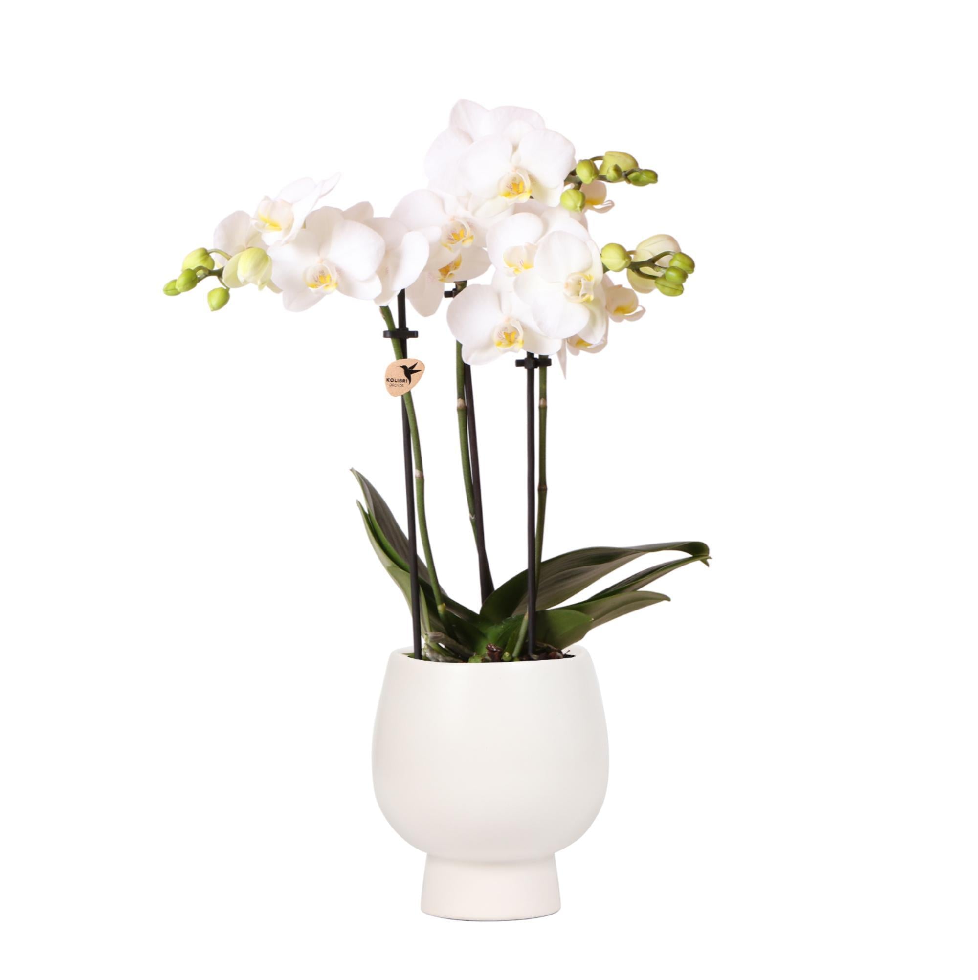 Orchidee Weiße Phalaenopsis  Amabilis + Scandic Ziertopf weiß - Topfgröße Ø9cm - 45cm hoch | blühende Zimmerpflanze im Blumentopf - frisch vom Züchter