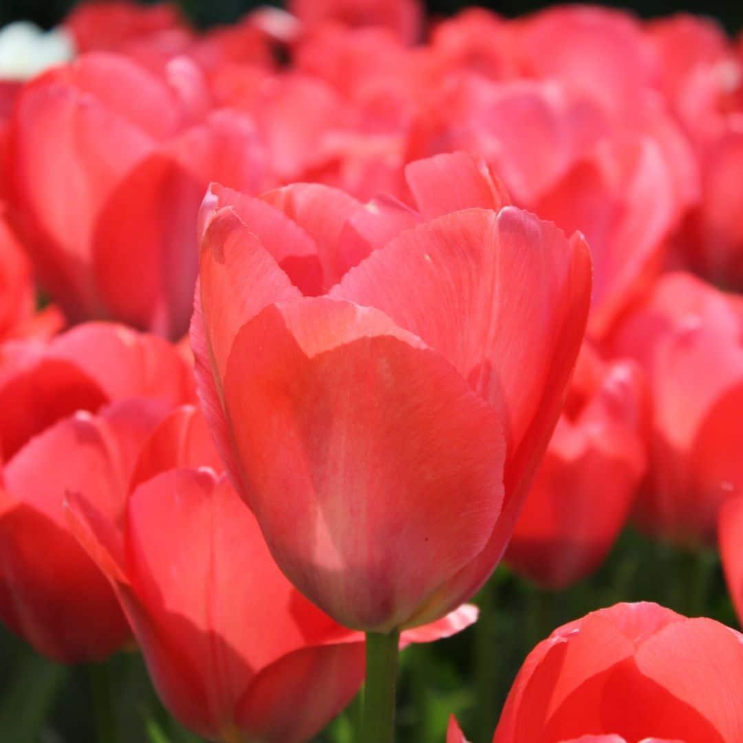 Frühlingsblumenzwiebeln Mix - Tulpen,Narzissen, Osterglocken u. Krokuse &nbsp;Super Lasting Wild Mix - Nachhaltige Vorteilspackung, 100 Blumenzwiebeln für 2,5 qm Blumenpracht