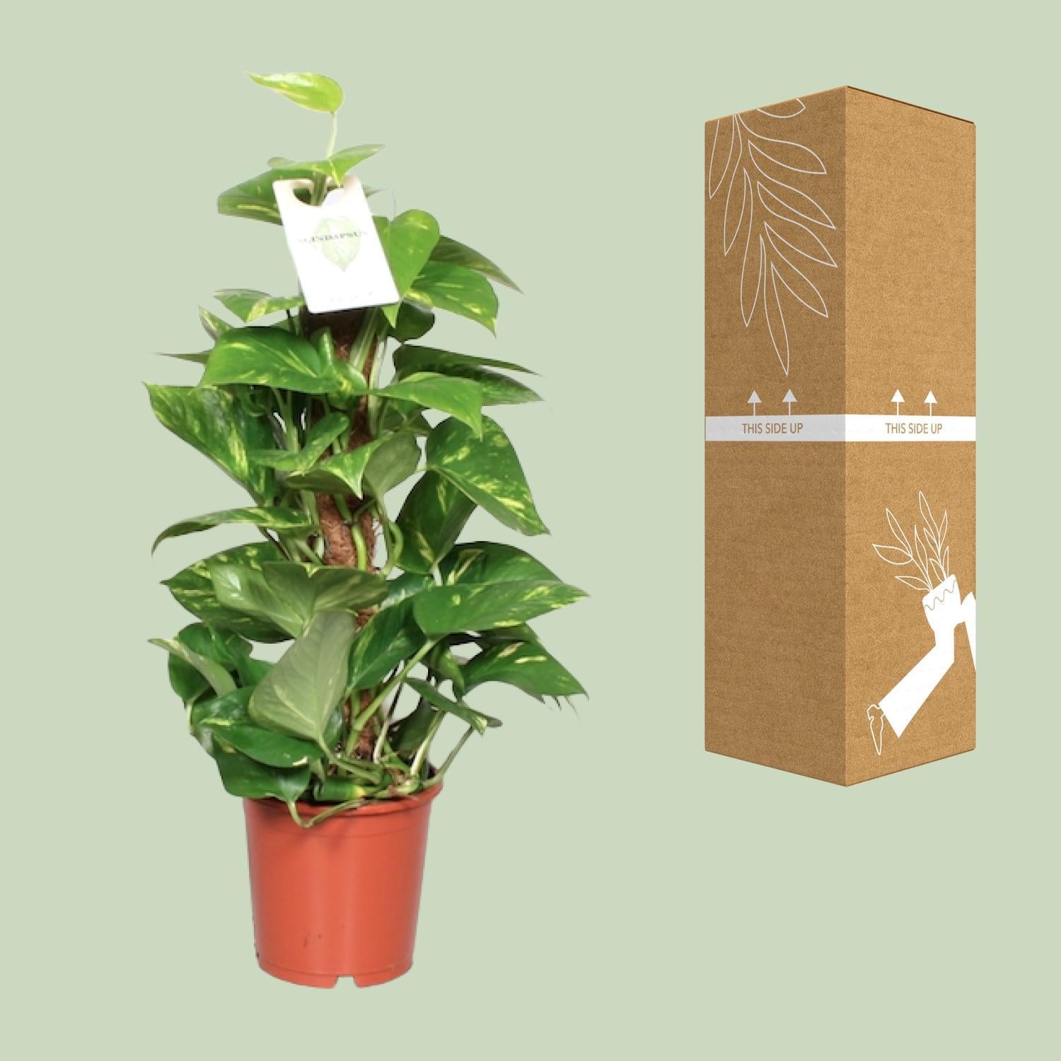 Efeutute - Epipremnum Aureum Mosstok - Ø15cm - ↕60cm - Ø15 - ↨60cm Mit Moosstab