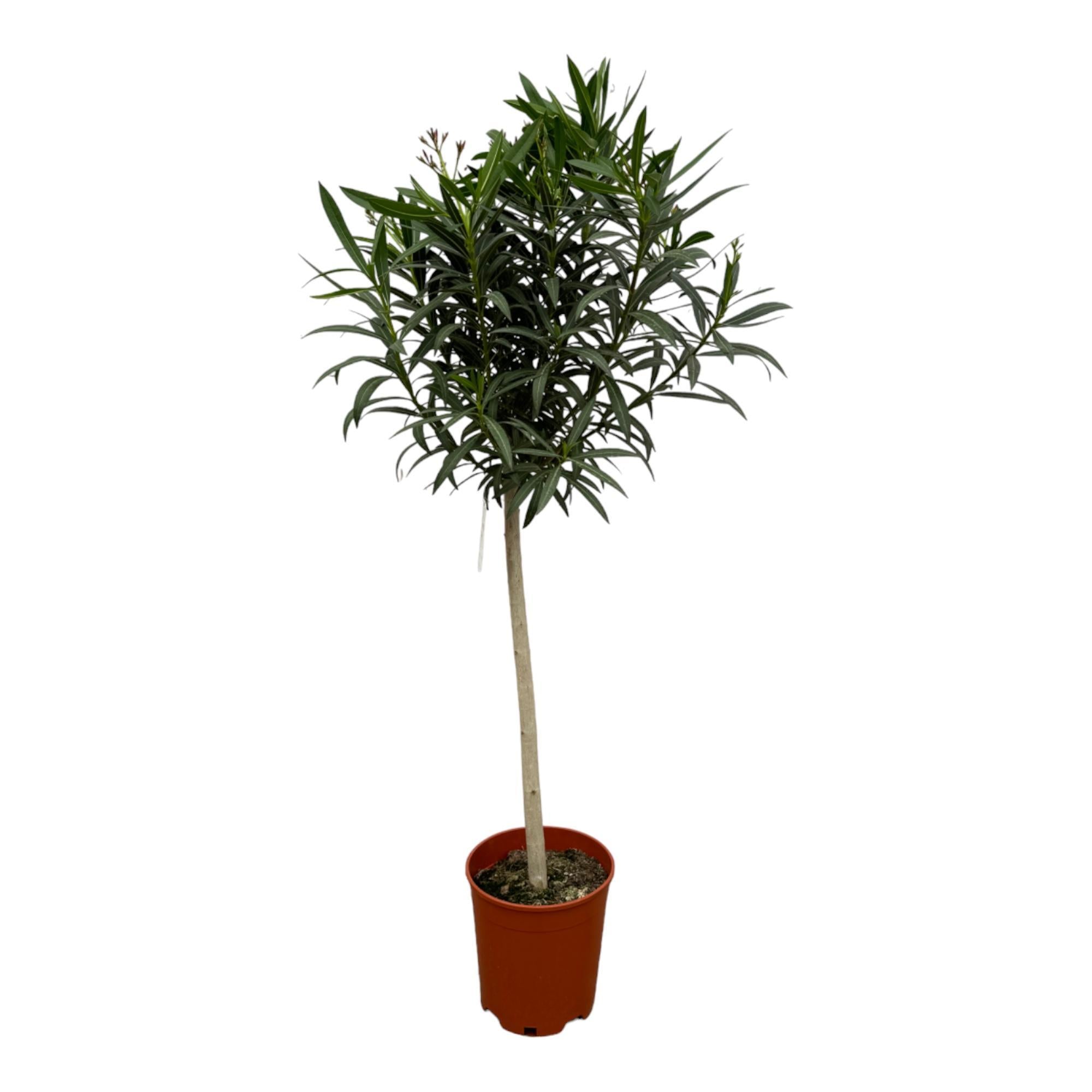 Oleander - Nerium Oleander auf Stiel mit roter Blüte – 190 cm – Ø31 cm