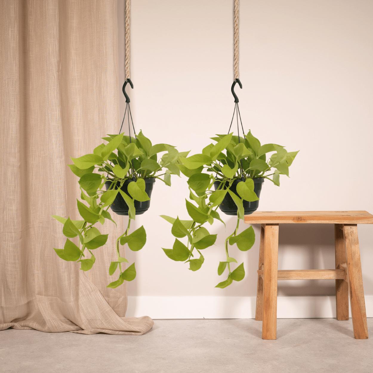 Epipremnum Gouden Pothos (Scindapsus) - 2 stuks - Ø15cm - ↕25cm