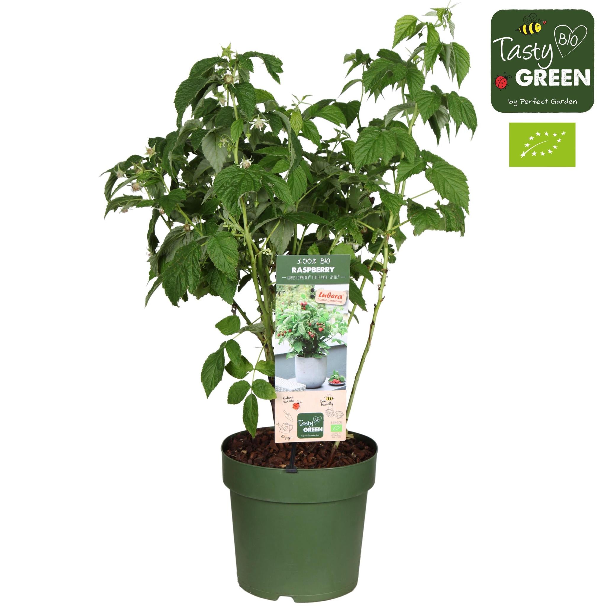 Rubus Low.® 'Little Sweet Sister'® Biologisch P23 - Ø23cm - ↕70cm