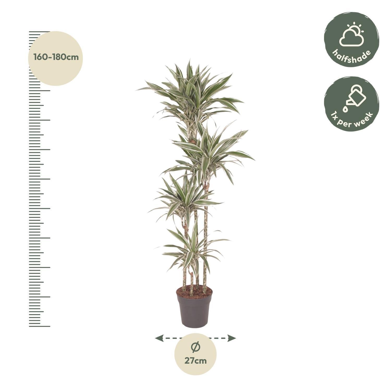 Drachenbaum white Stripe - Dracaena White Stripe - 170 cm - ø27