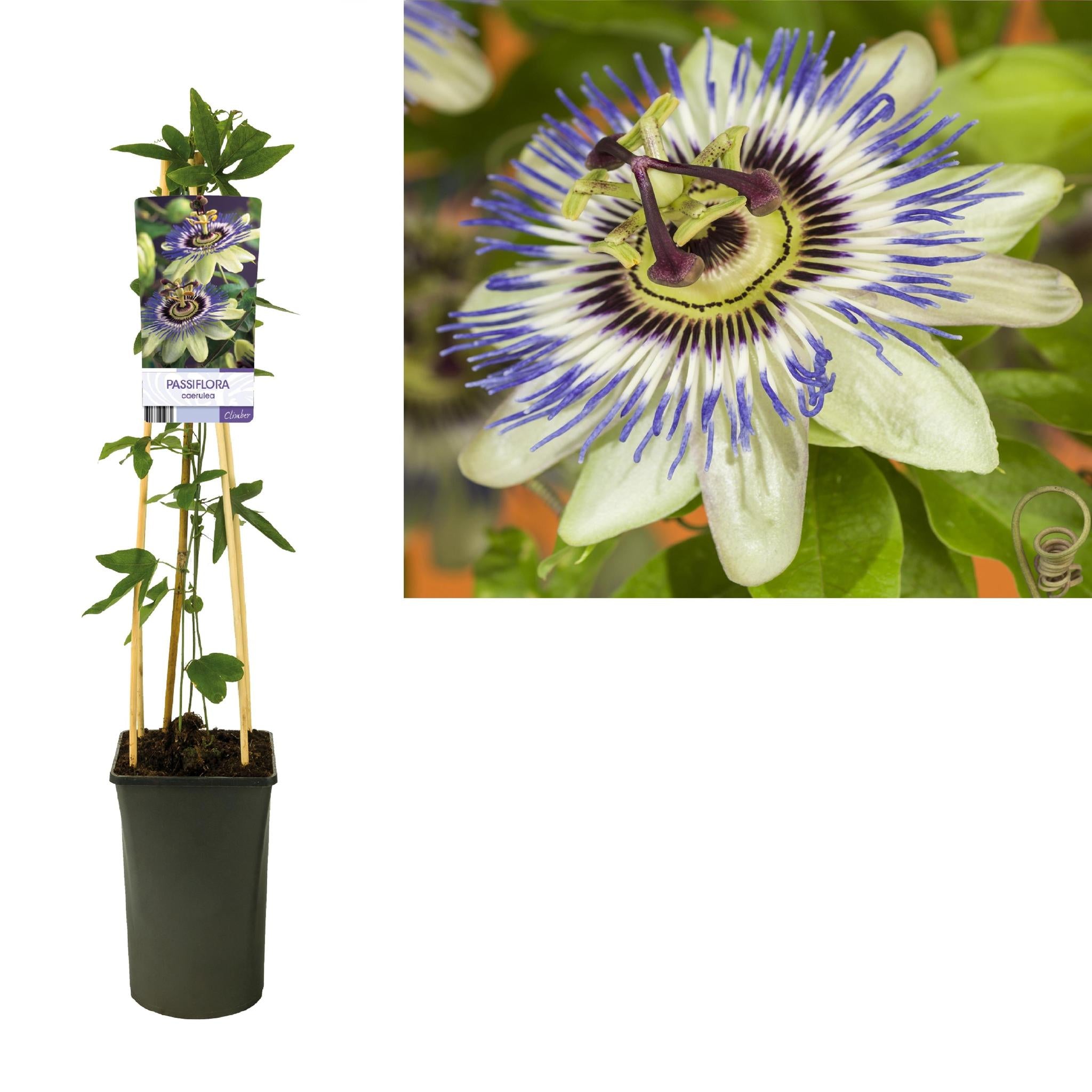 Passiflora Caerulea +licht Etiket - Ø17cm - ↕75cm