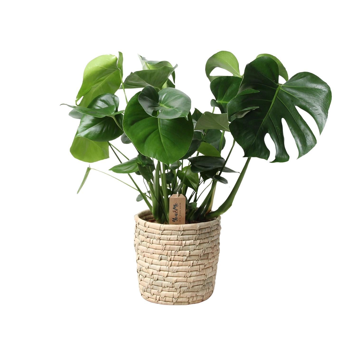 Monstera In Mand Palmblad - Ø21cm - ↕60cm