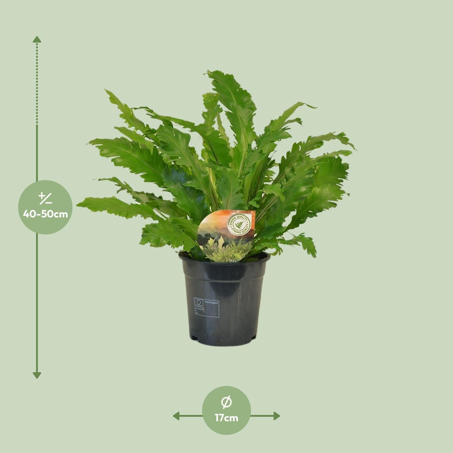 Nestfarn - Asplenium Campio - Ø17cm - ↕50cm