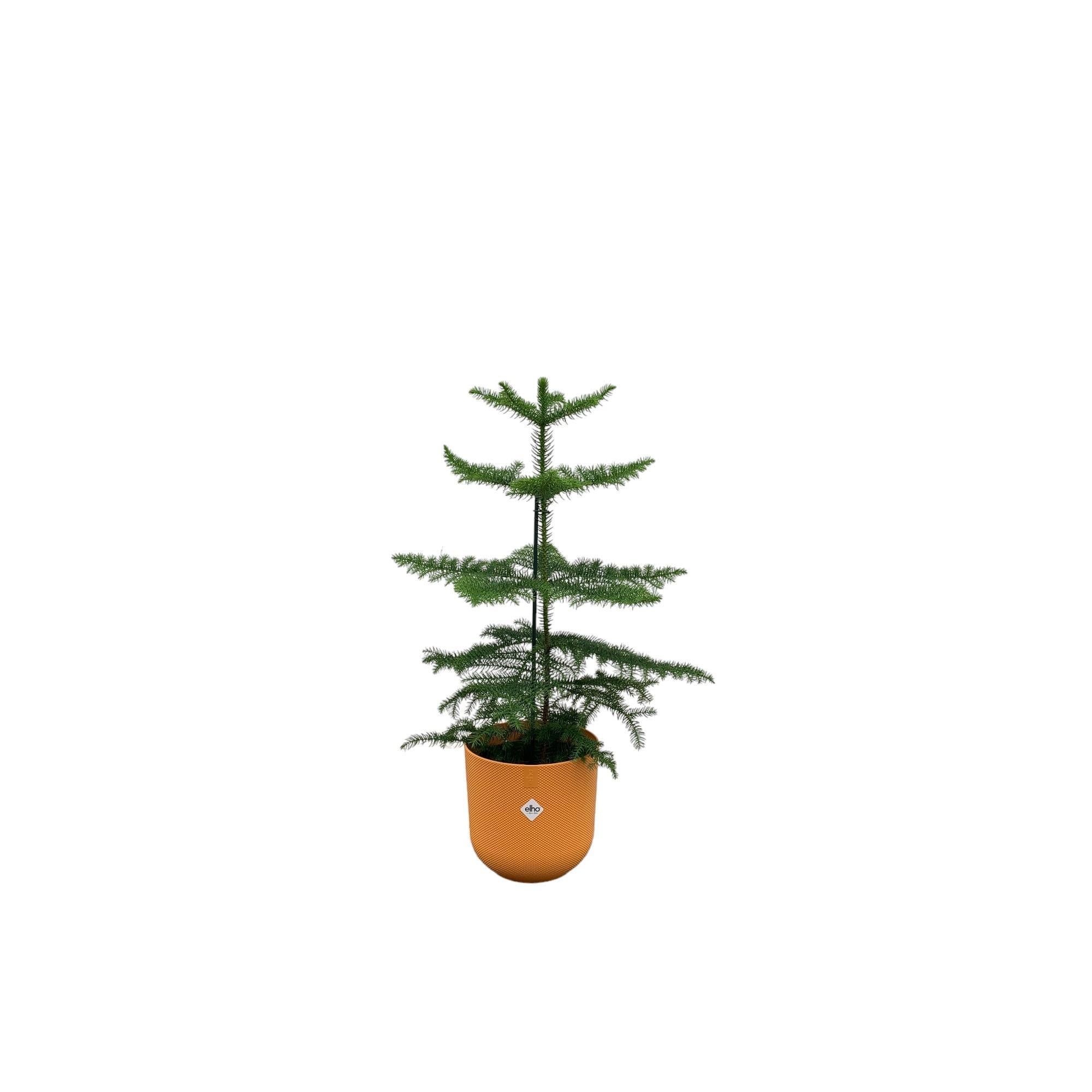 Araucaria (kamerden) inclusief elho Jazz Round Amber Topf gelb  Ø19 - 60 cm