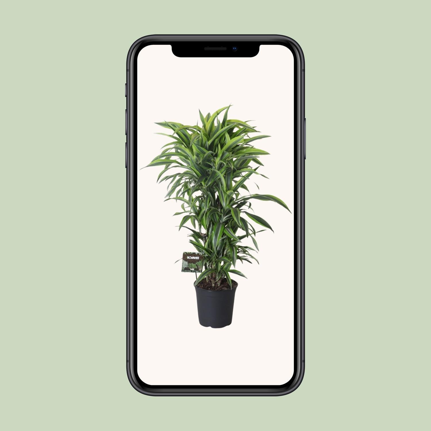 Dracaena Geuren Citroen Limoen Vertakt - Ø27cm - ↕120cm