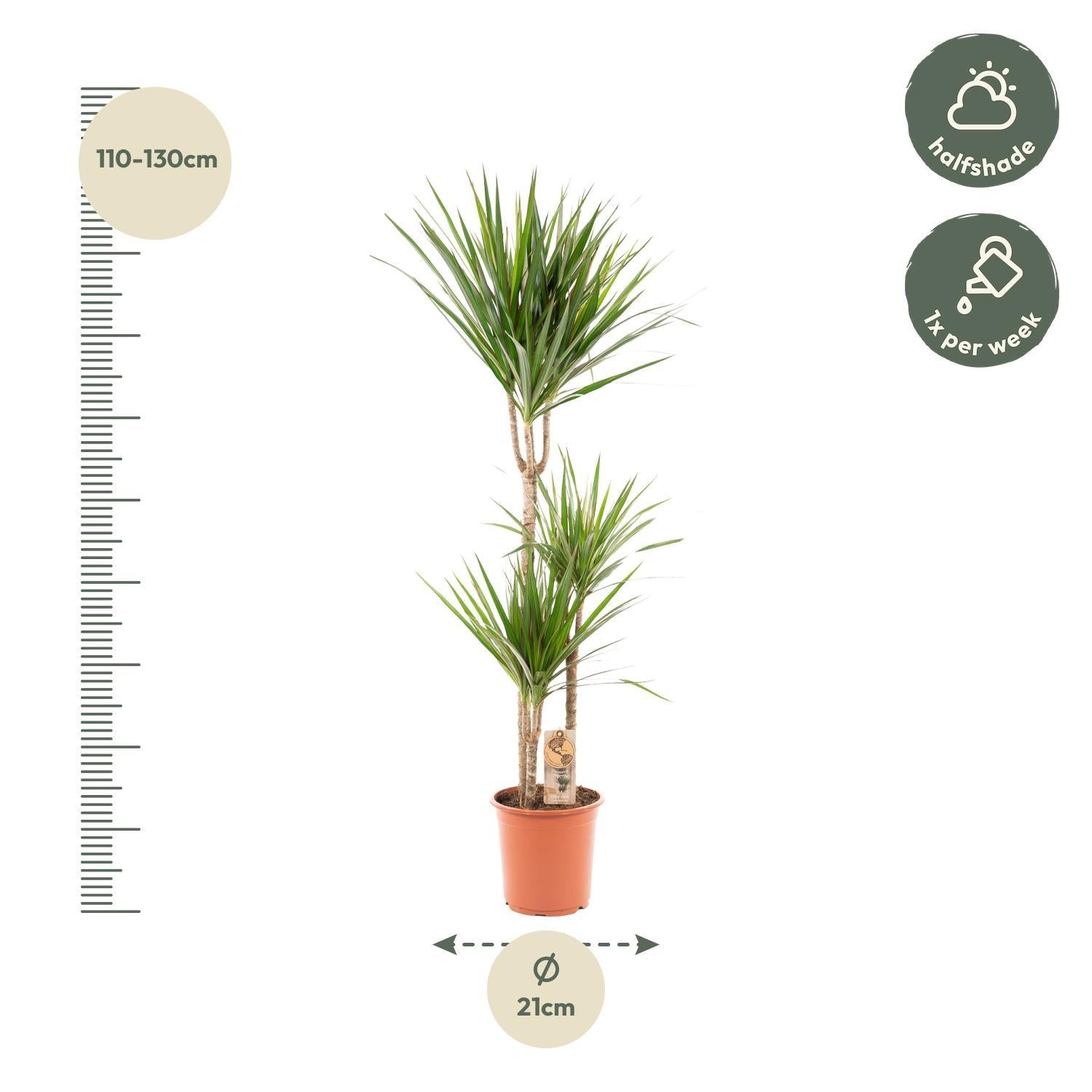 Drachenbaum Marginata - Dracaena Marginata - Ø21cm - ↕120cm