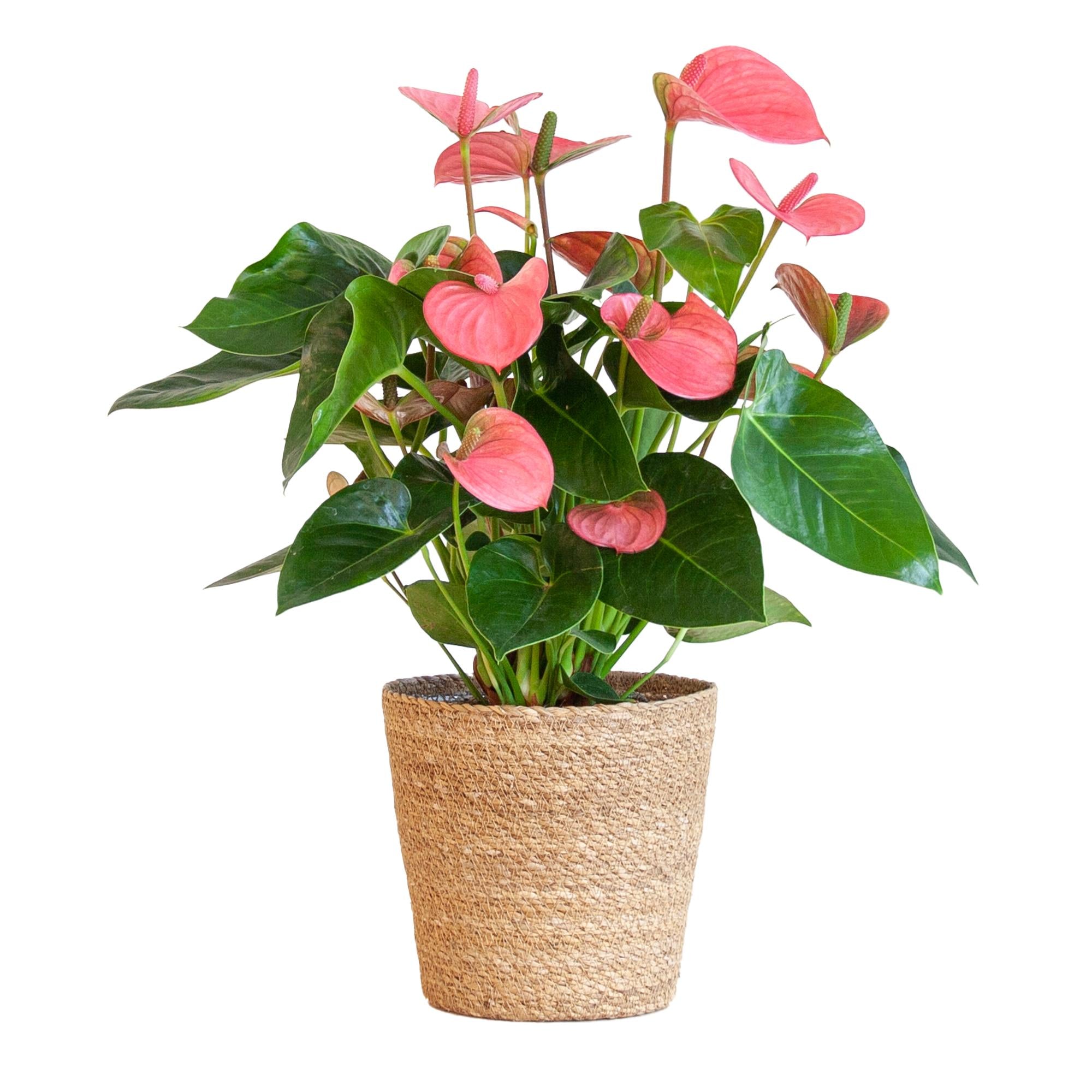 Anthurie - Anthurium Pink Explosion mit naturfarbenem Korb - 55cm - Ø17