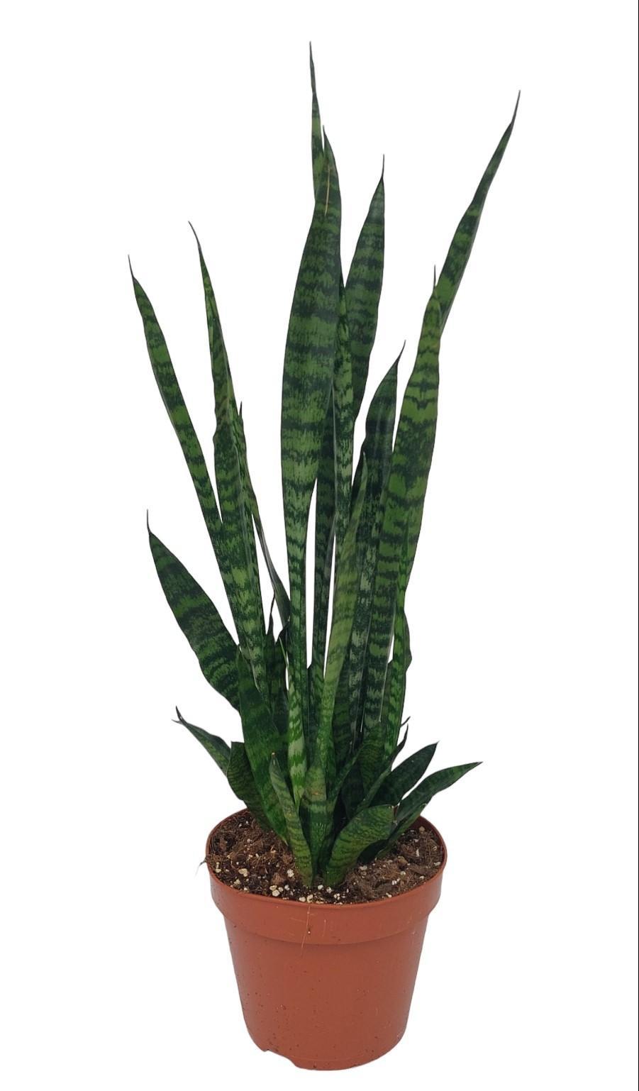 Ceylon Bogenhanf - Sansevieria Zeylanica - Ø17cm - ↕75cm