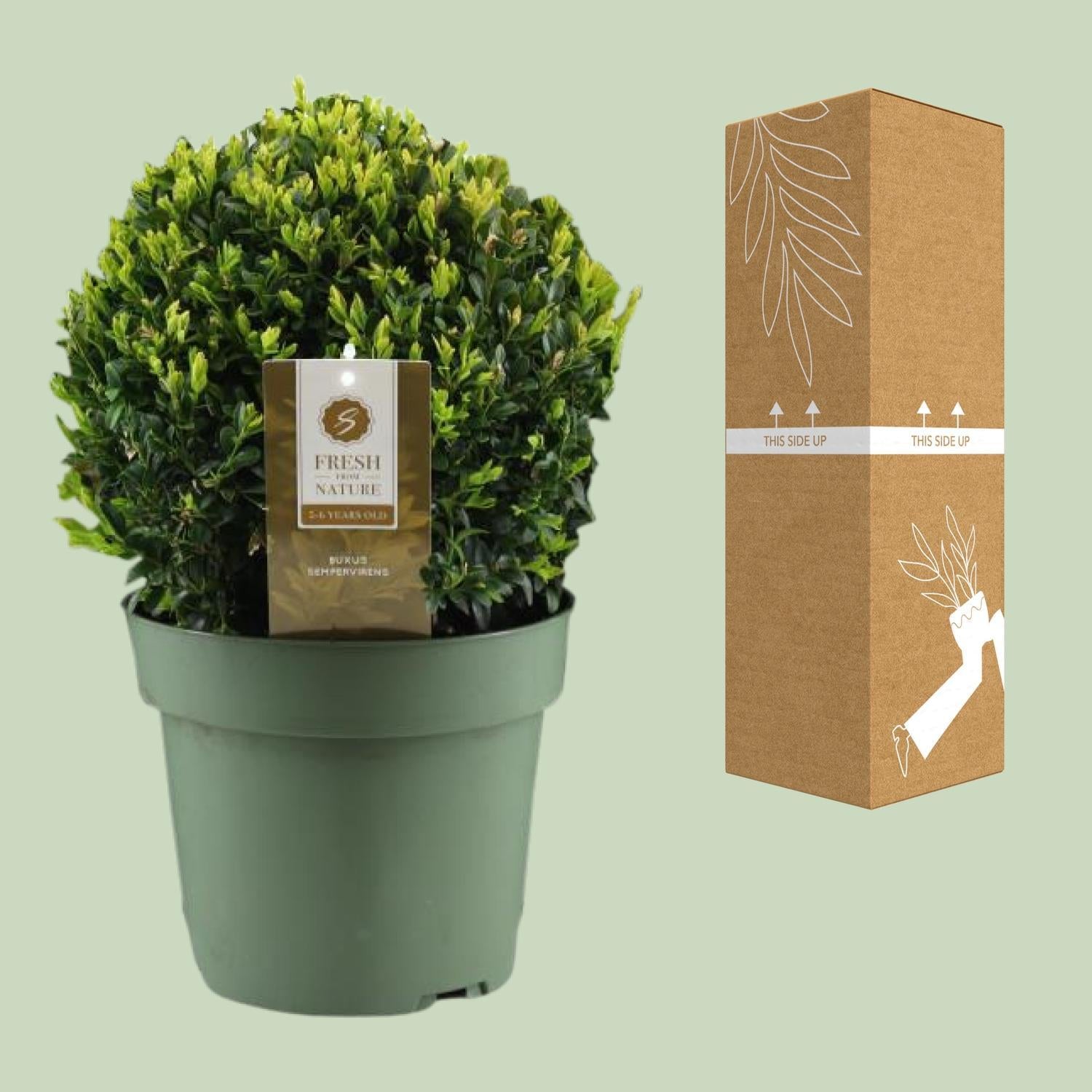 Buxus Sem. Bol Ø25cm P21 - Ø21cm - ↕40cm