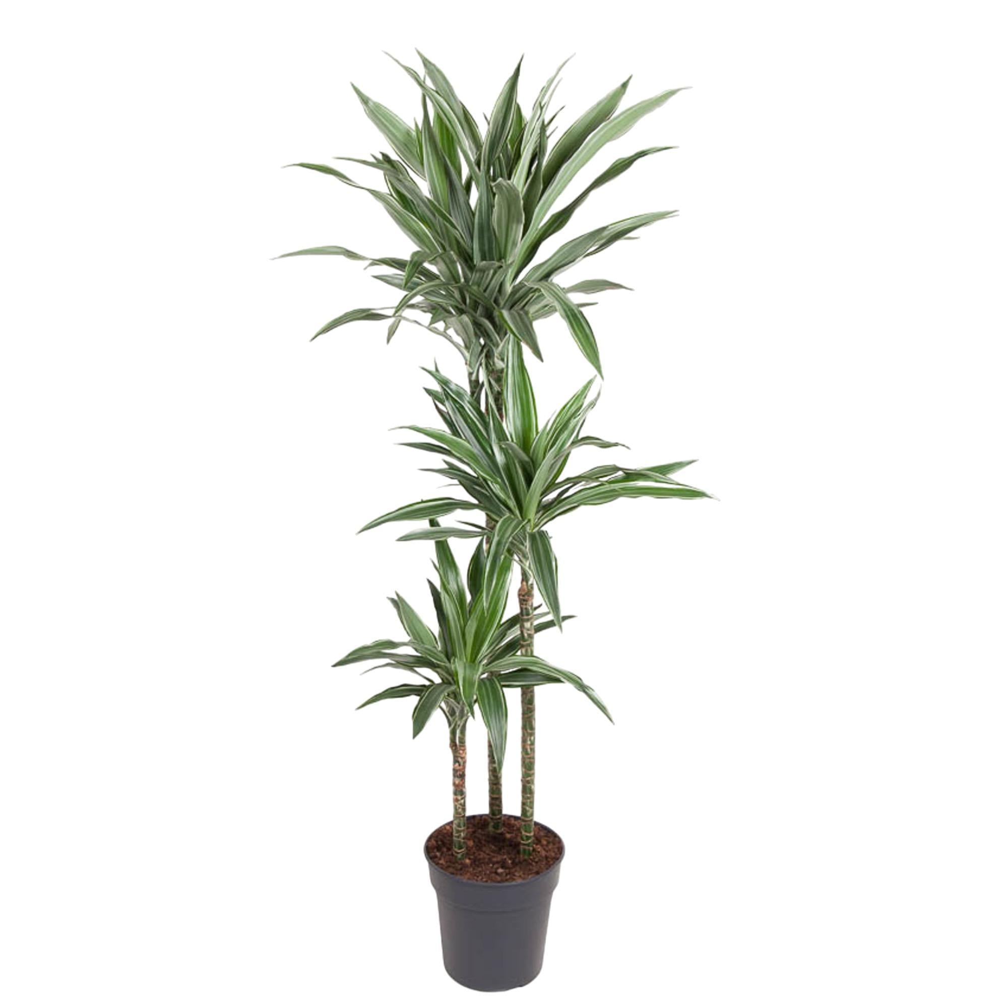 Drachenbaum Warneckei - Dracaena Warneckei - 140 cm - ø27