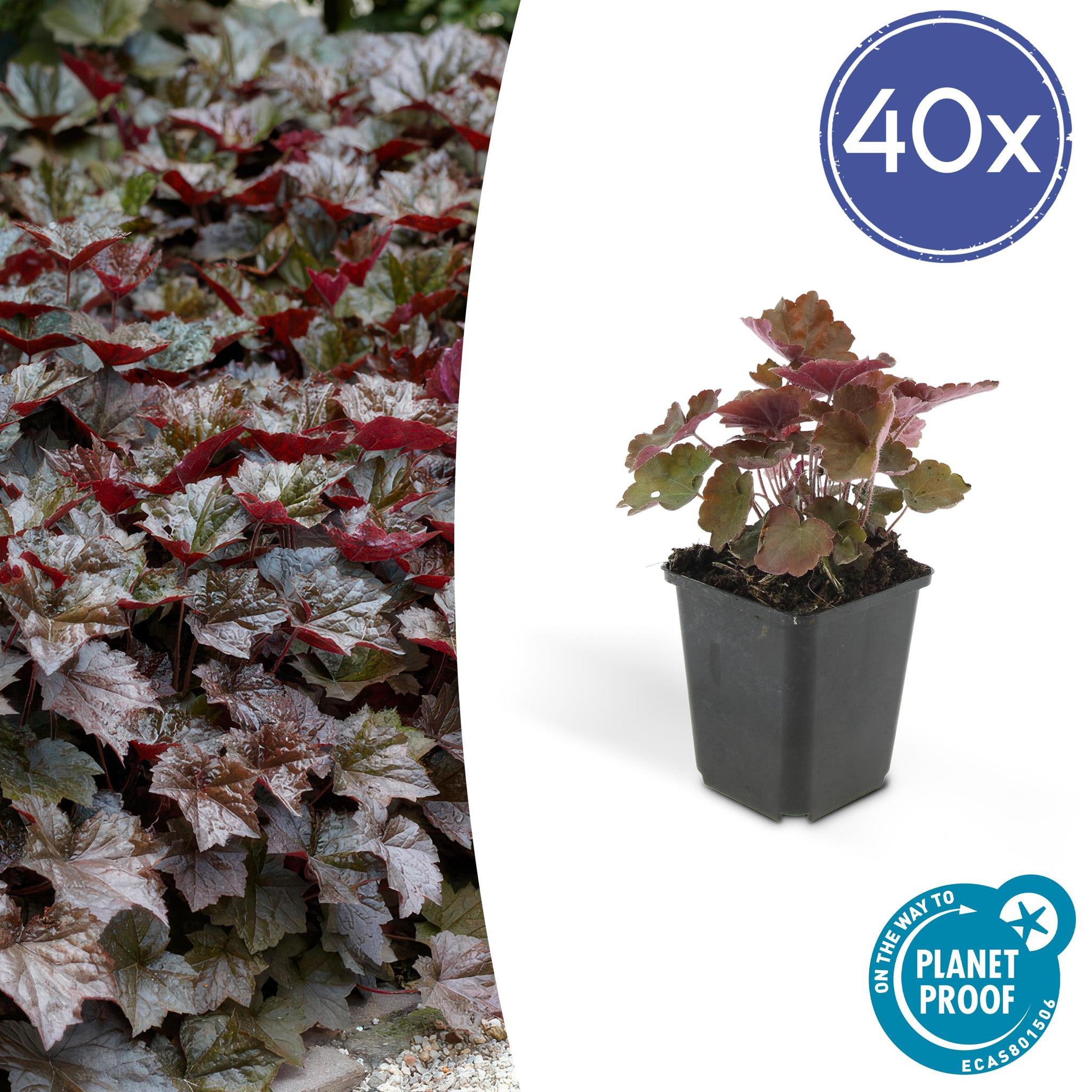 Purpurglöckchen -  Heuchera Micrantha 'Palace Purple' - ↕25cm - Ø9cm   40 Stück