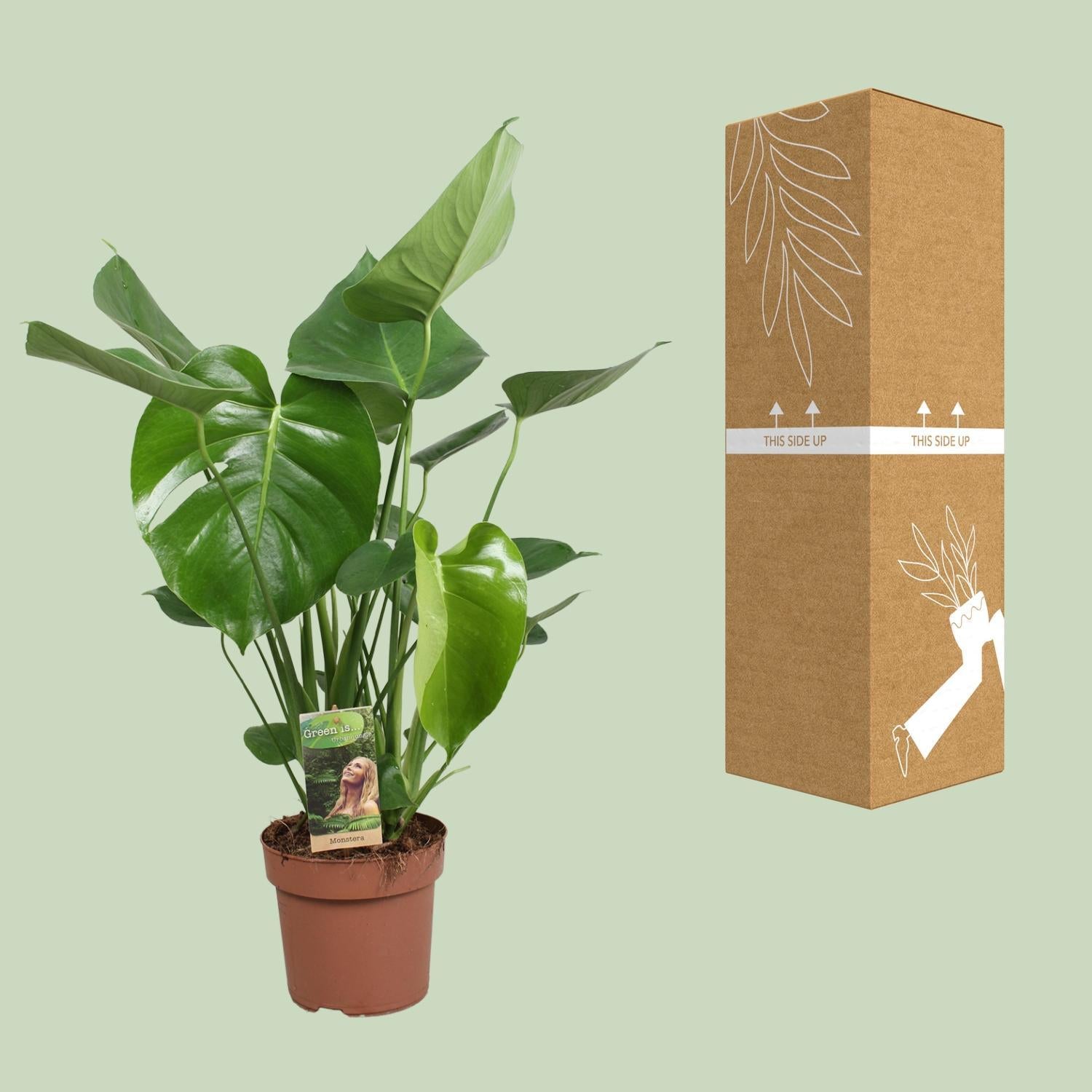 Schweizer Käsepflanze - Monstera Deliciosa - Ø17cm - ↕60cm