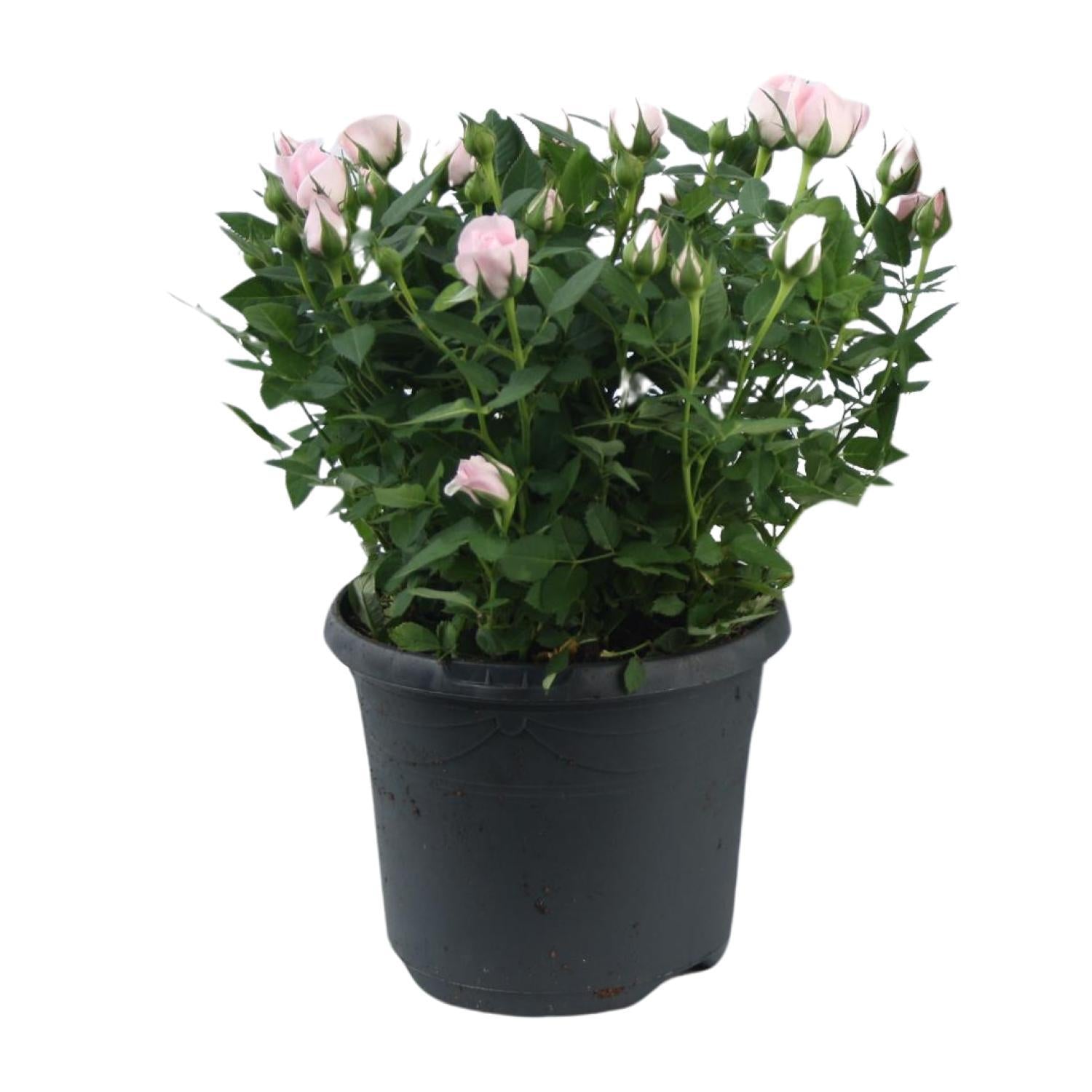 Rose rosa - Rose Jewel Patio Baby - Ø17cm - ↕30cm Topfrose