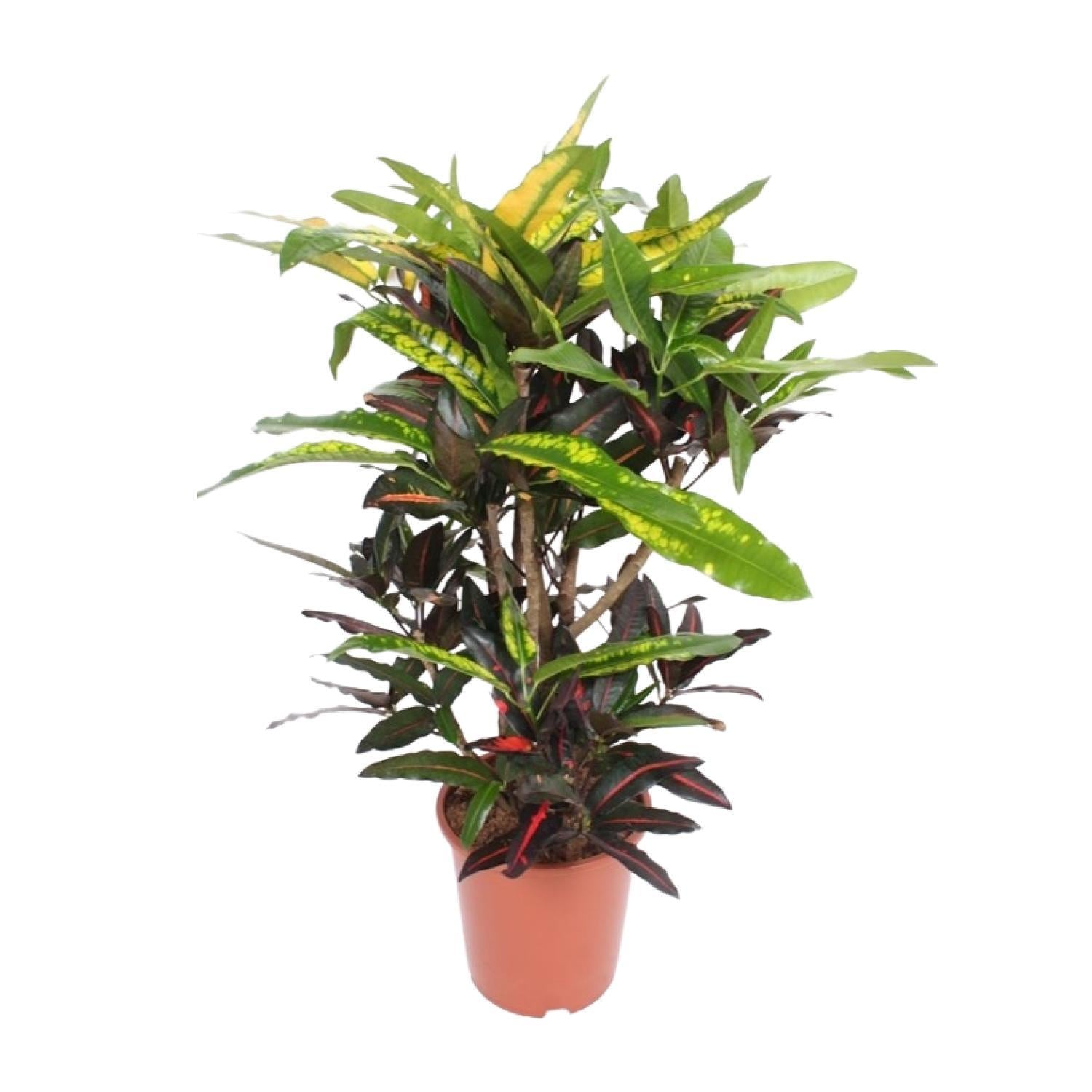 Wunderstrauch Mango - Codiaeum variegatum Mango - Kroton Mango - Ø27cm - ↕110cm