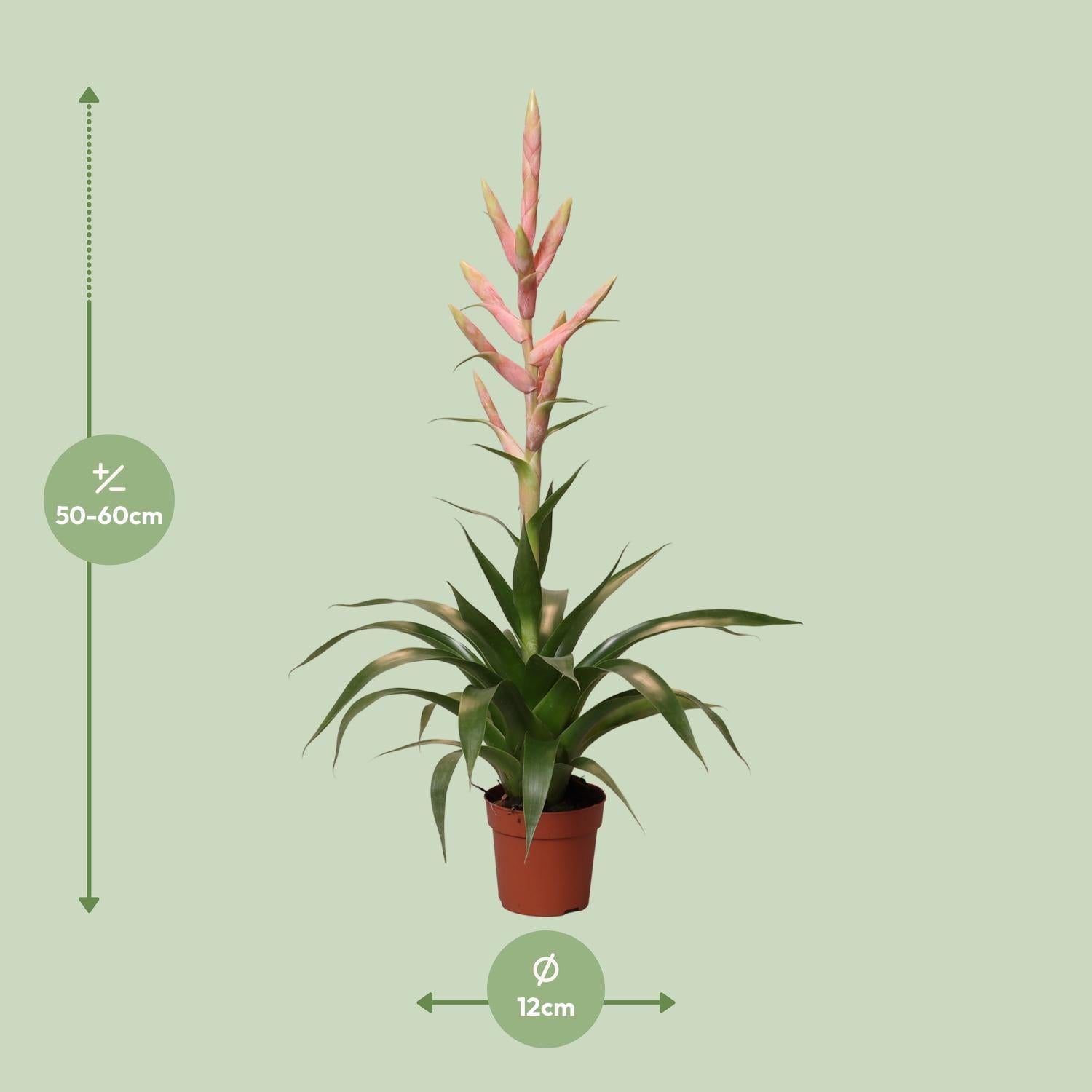 Tillandsia Dolce - Ø12cm - ↕60cm