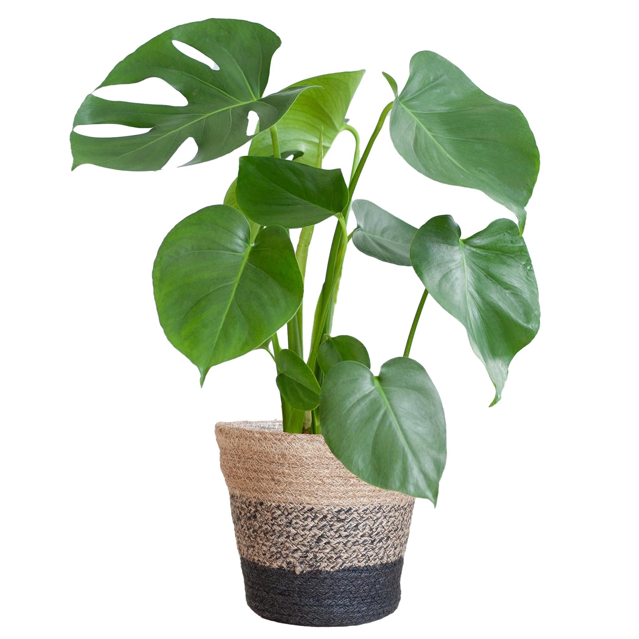 Monstera Pertusum Deliciosa mit dem Lissabon-Schwarzkorb - 50cm - Ø17