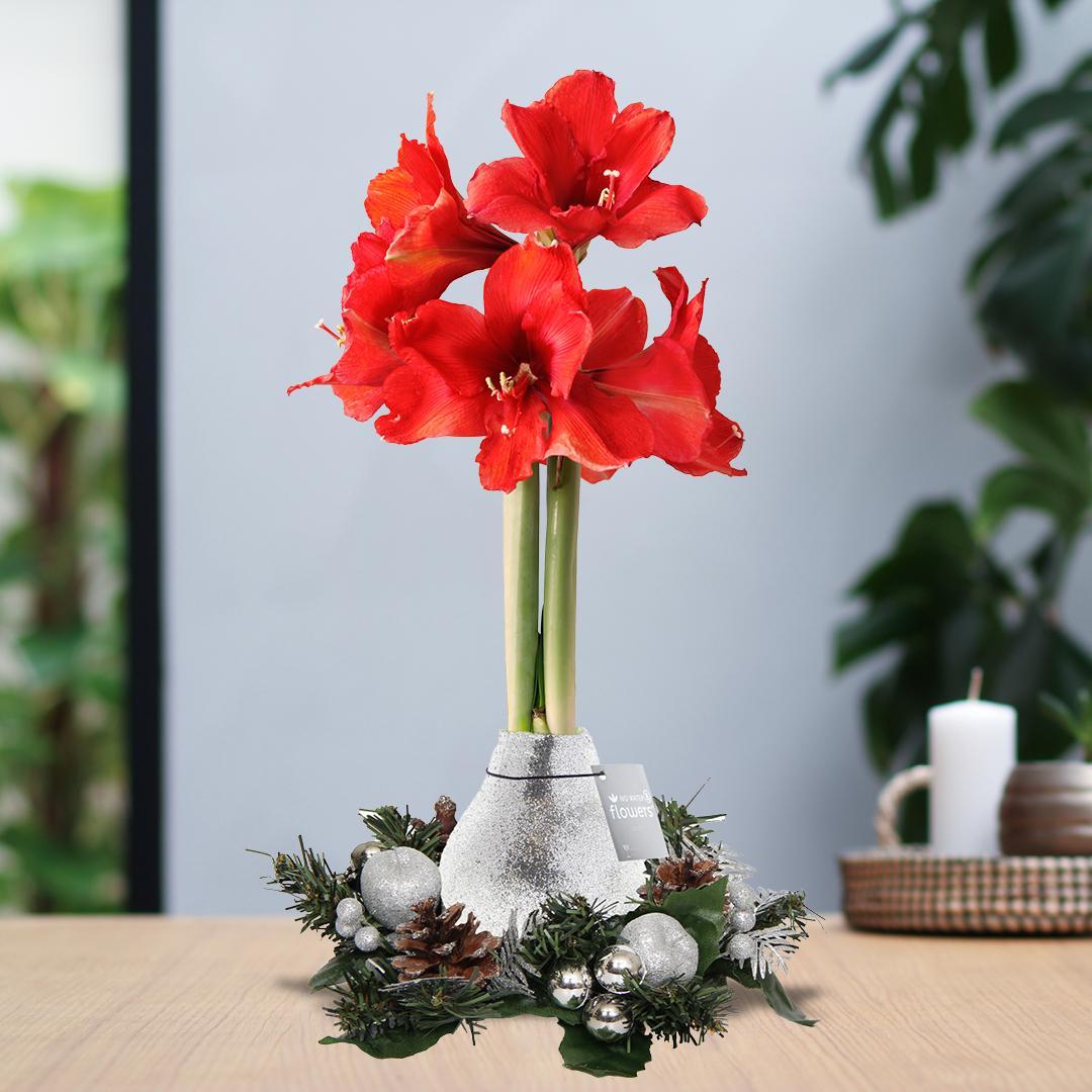 No Water Flowers® (wax amaryllis) | Wreath Christmas - Silver + Red flower