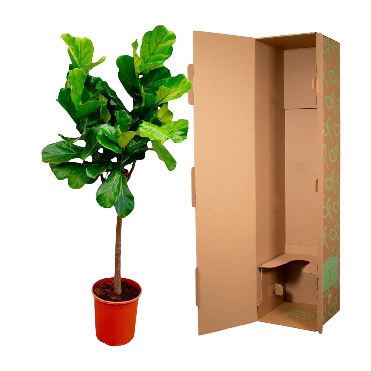 Geigenfeige - Ficus Lyrata Baum - 160 cm - ø30