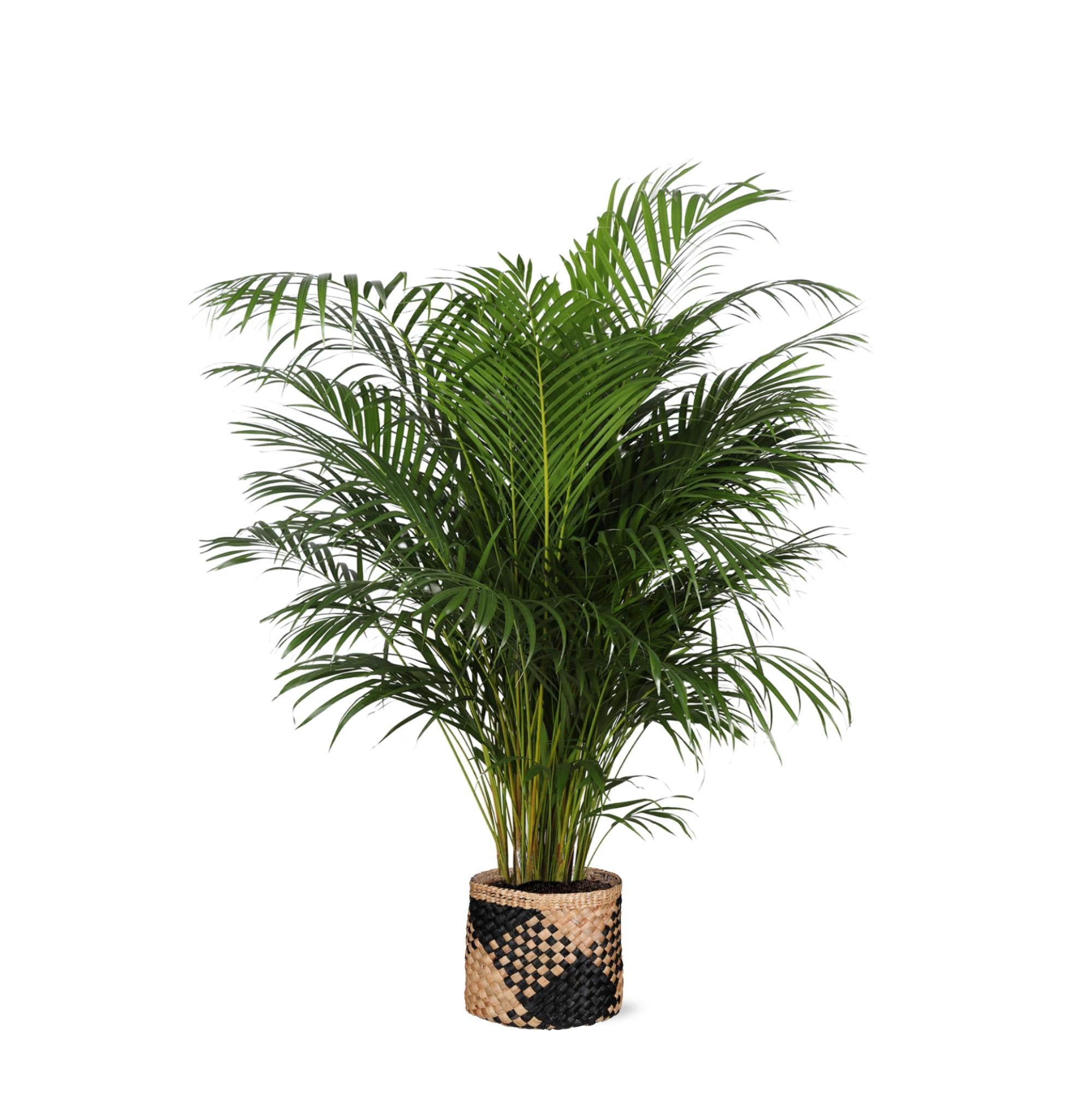 Arecapalme  Dypsis Lutescens  Ø27cm ↕160cm im Albury schwarz beige Korb