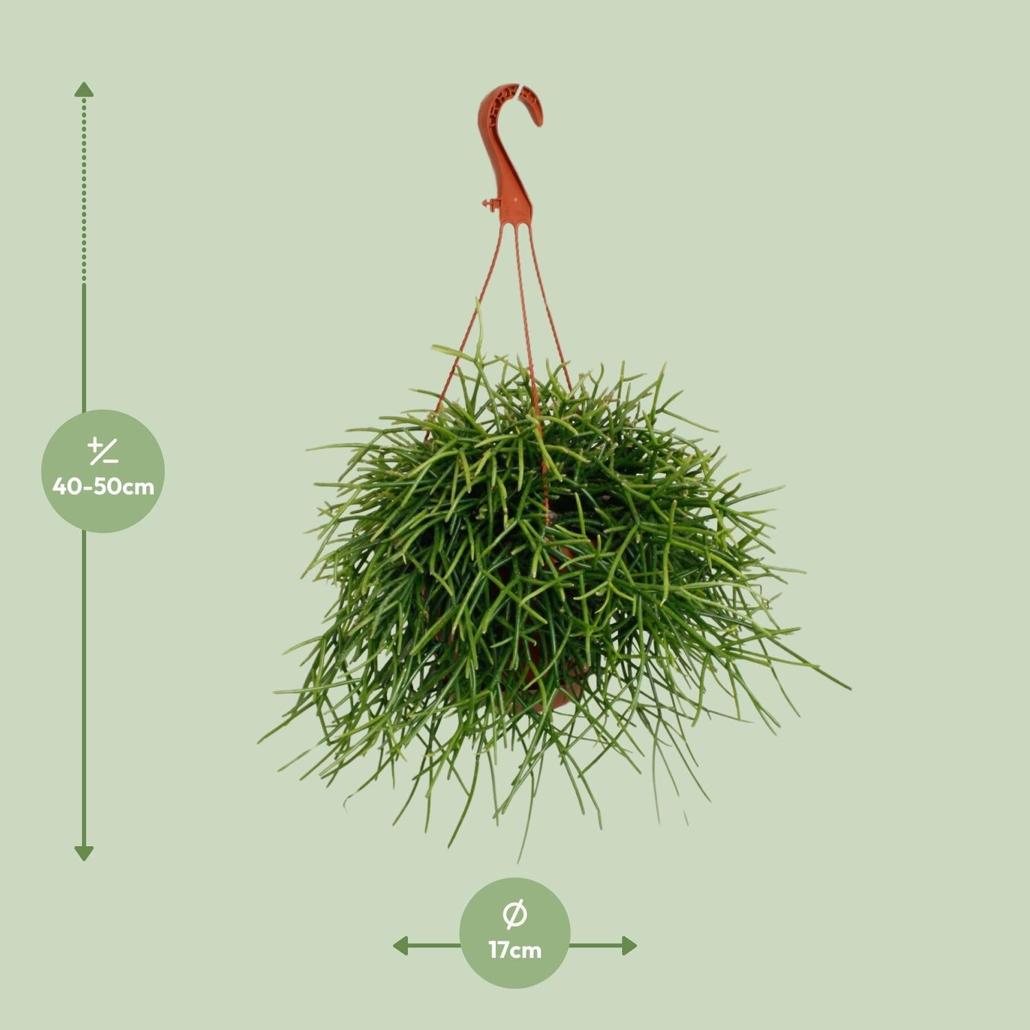 Korallenkaktus - Rhipsalis Pulchra Kaktus - Ø17cm - ↕45cm