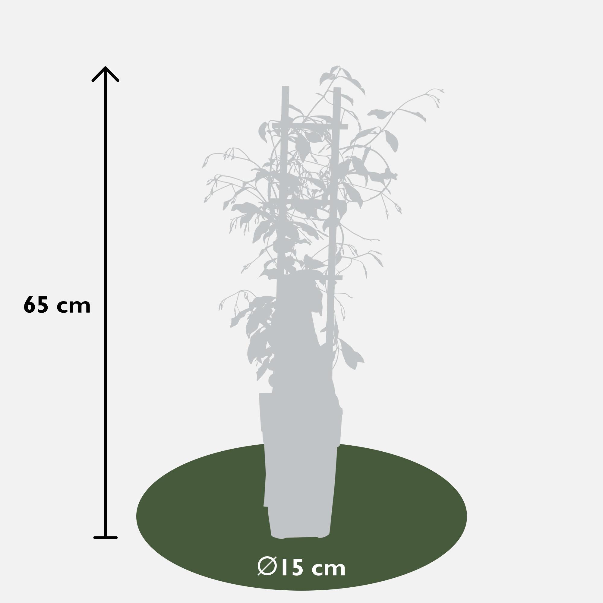 Sternjasmin - Trachelospermum 'Star of Venice' - Ø15cm - ↕65cm