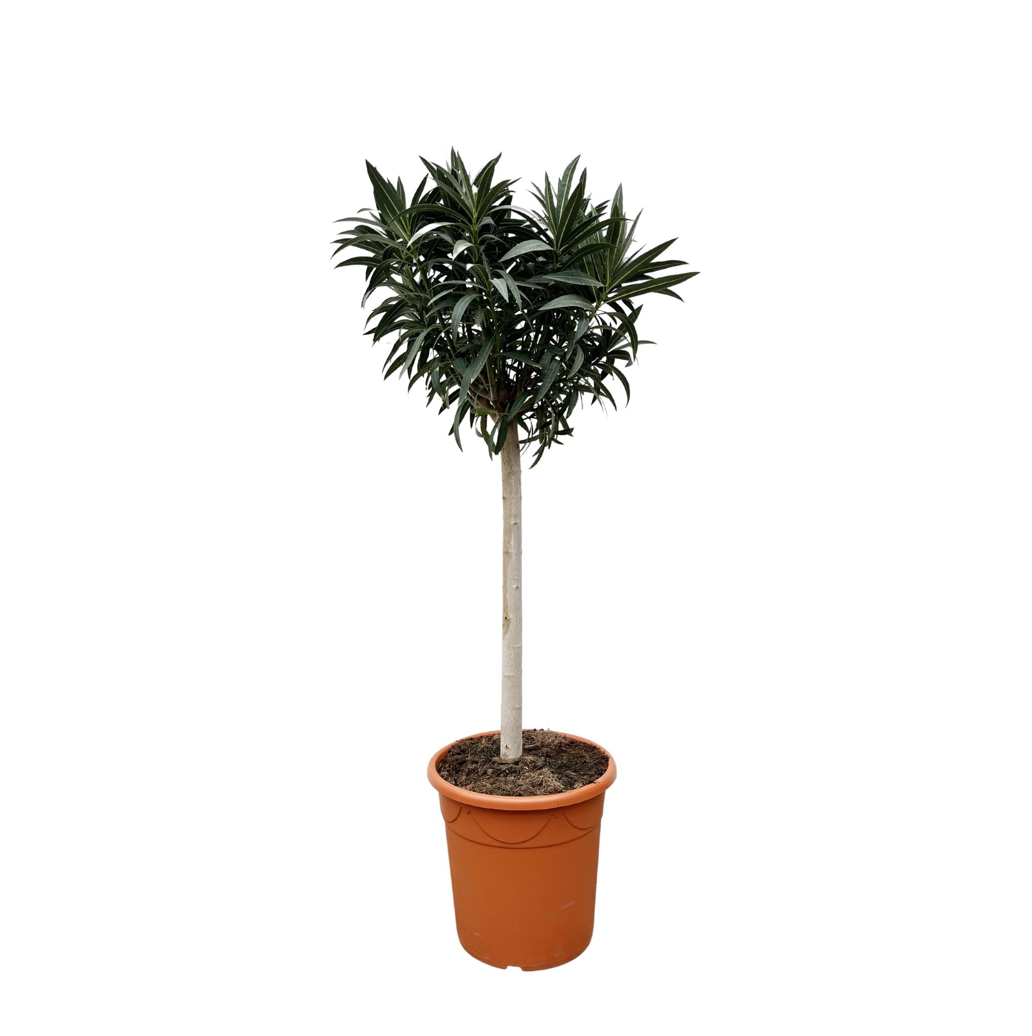 Oleander - Nerium Oleander auf Stiel mit roter Blüte – 90 cm – Ø22