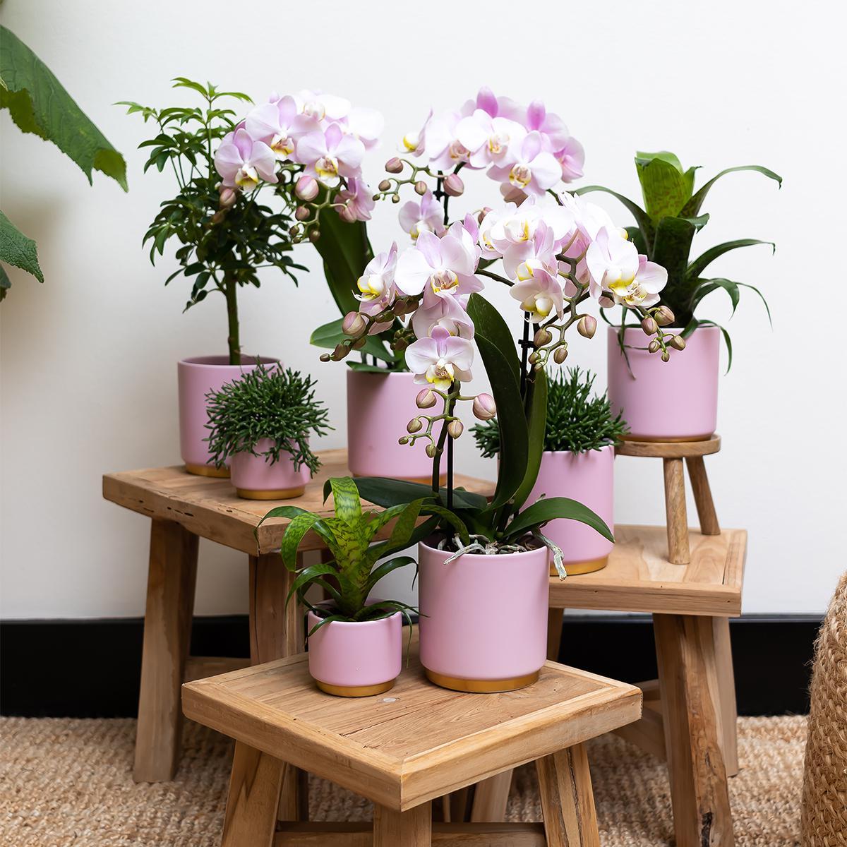 Kolibrie Thuis | Roze bloempot met goudpoot - Roze keramiek pot met gouden rand - Ø9cm