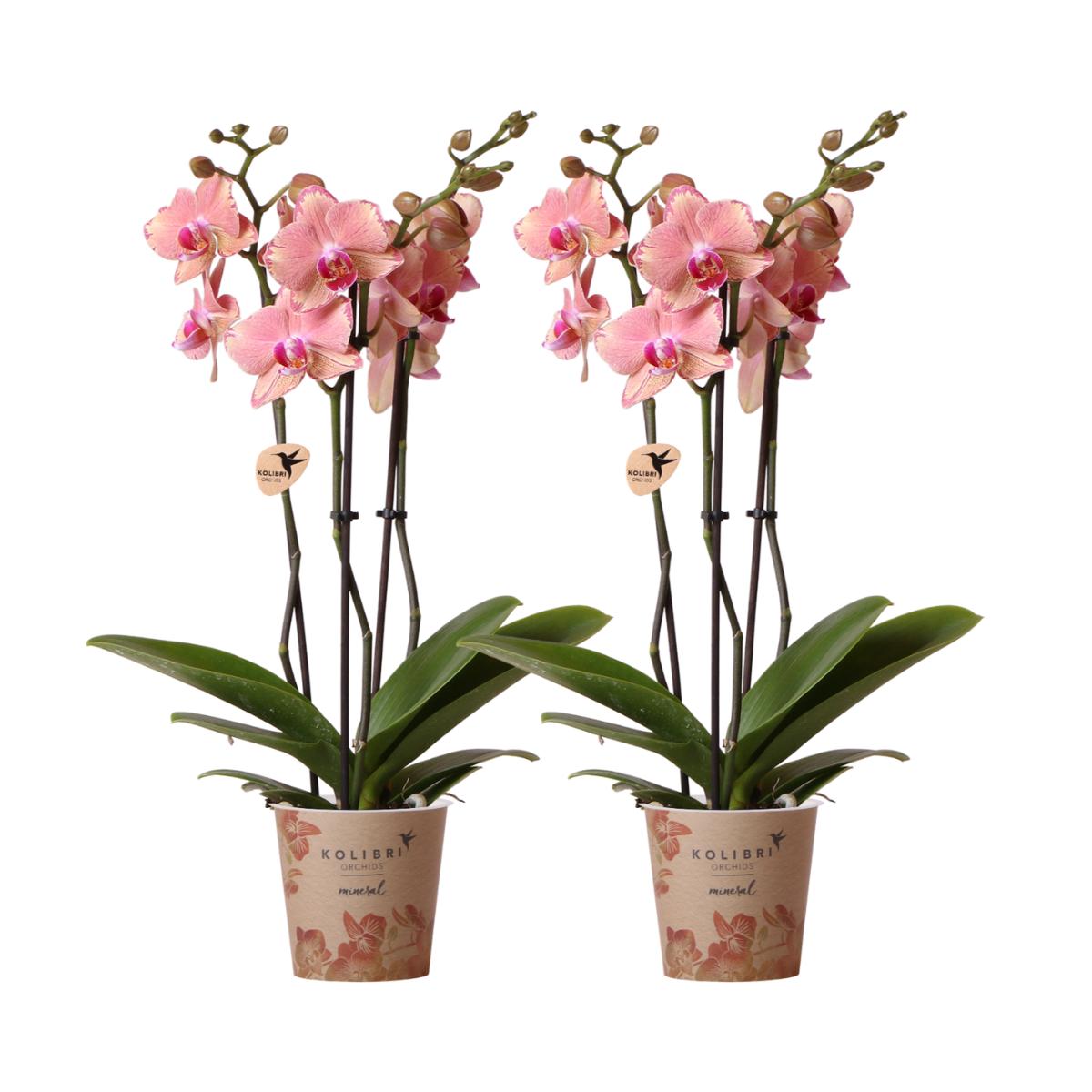 Kolibrie-orchideeën | COMBO AANBIEDING van 2 Phalaenopsis orchideeën - Pirate Picotee - potmaat Ø12cm | Bloeiende kamerplant - Vers van de kweker