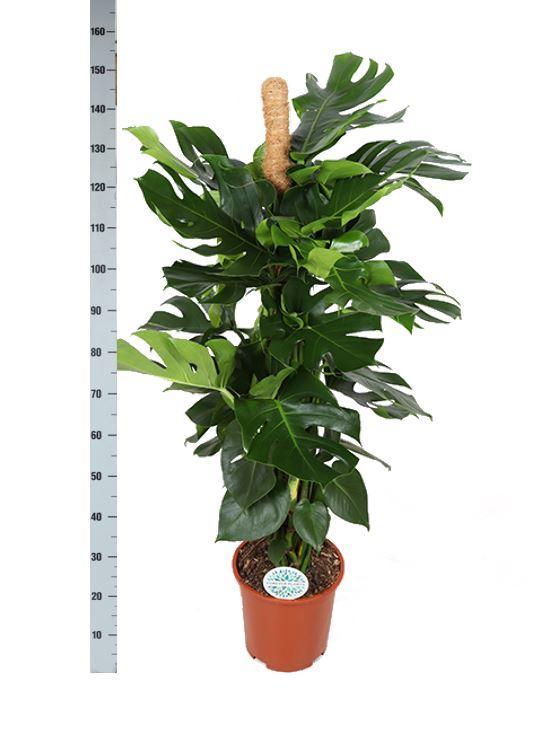 Monstera Deliciosa mit MOOSTOK Ø27cm ↕150cm in Boule ANTRACIET Topf