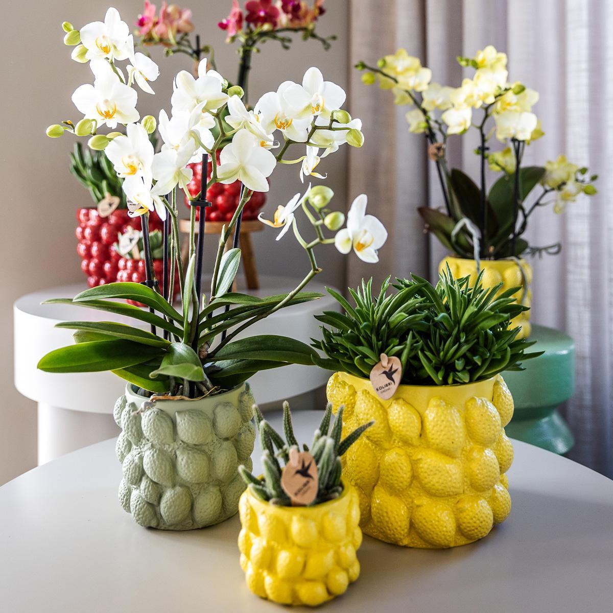 Orchidee gelbe Phalaenopsis-Orchidee - Mexiko + Citrus-Ziertopf grün - Topfgröße Ø9cm - 40cm hoch | blühende Zimmerpflanze im Blumentopf - frisch vom Züchter