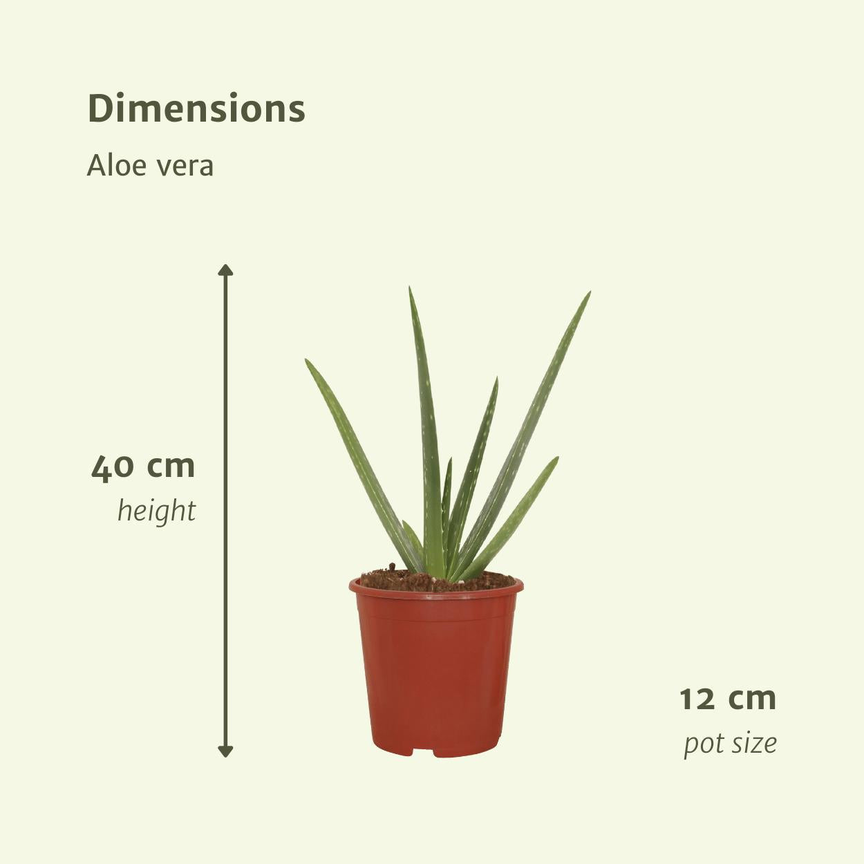 Aloe Vera - Sukkulente - 40cm - ø12   2 Stück