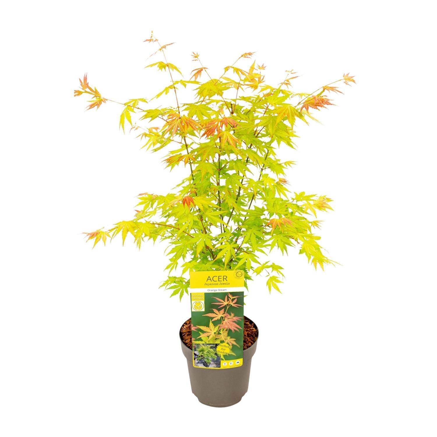 Japanischer Ahorn Acer palmatum Orange Dream - Ø19 - ↨50cm