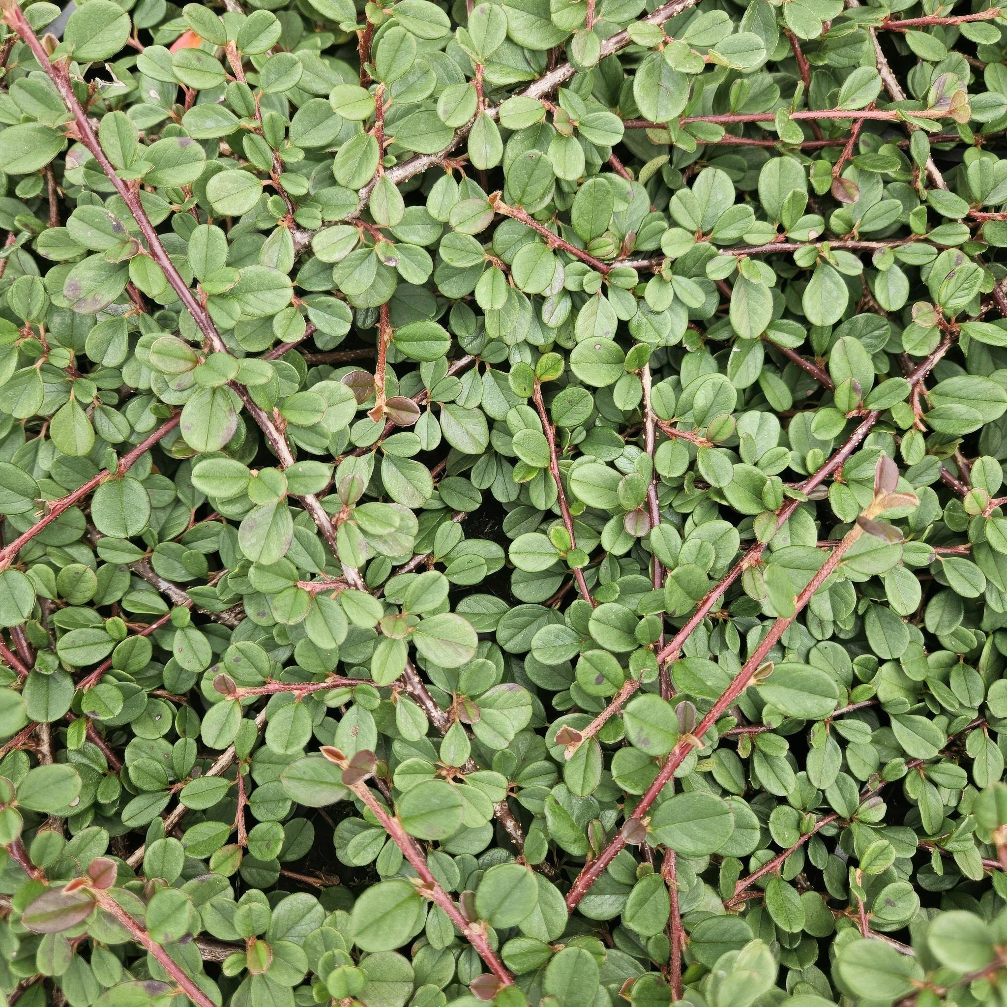 Zwergmispel - Cotoneaster pr. 'Queen of Carpets' - ↕25cm - Ø9cm - 40x