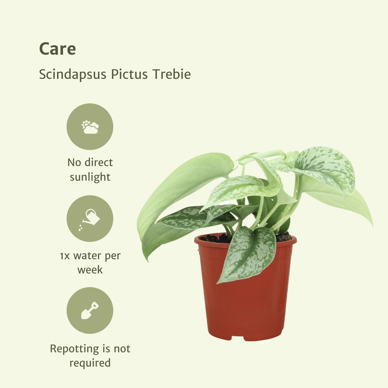 Scindapsus Pictus Trebie (Epipremnum) - 2 stuks - Ø12cm - ↕15cm