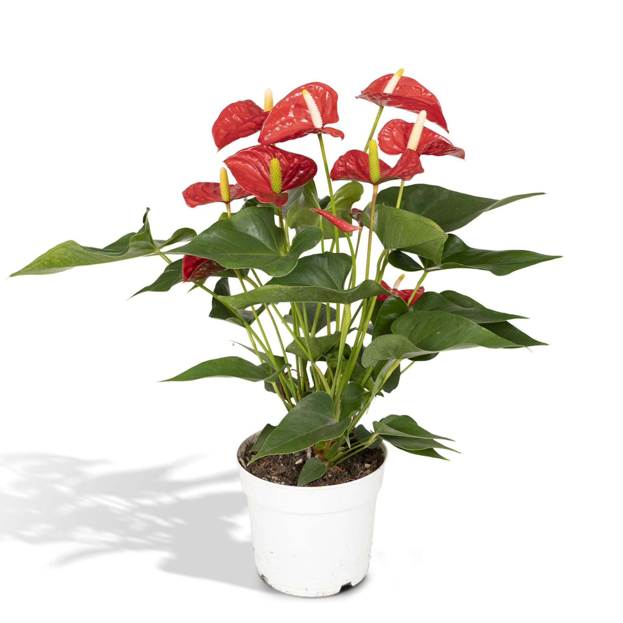 Anthurie - Anthurium Red - Ø17cm - ↕55cm - Ø17 - ↨55cm