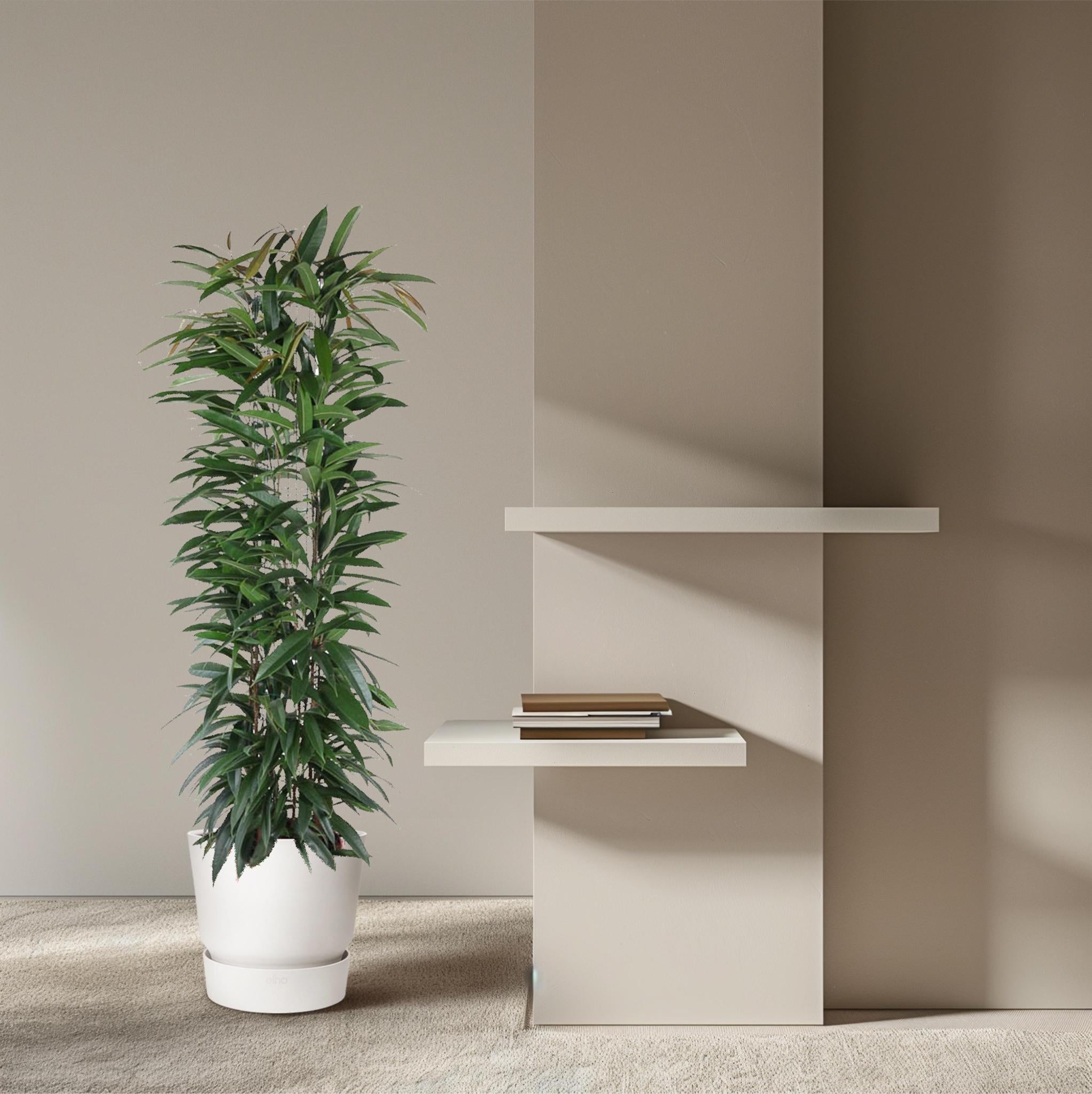 Gummibaum Ficus Alii King  - 150 cm - ø29