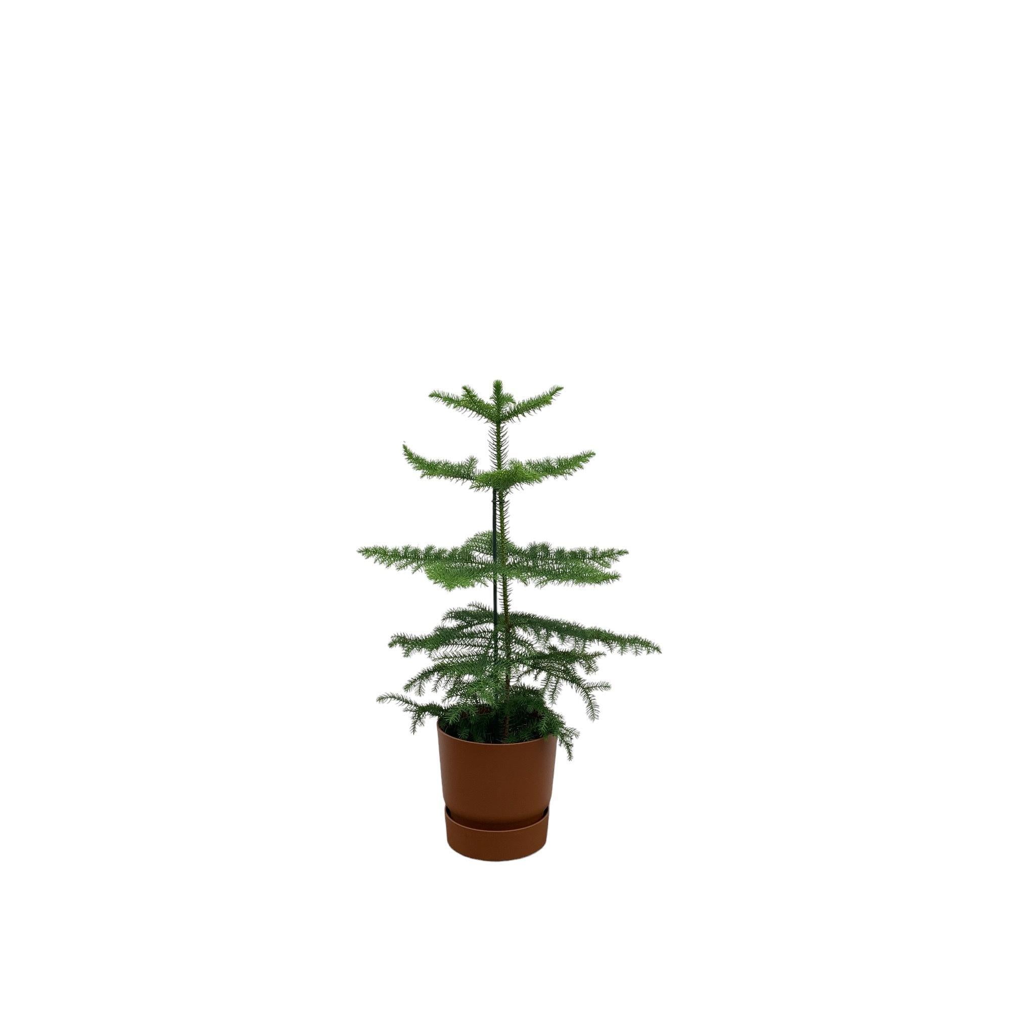 Araucaria (kamerden) inklusive elho Greenville Round Topf Braun  Ø18 - 60 cm