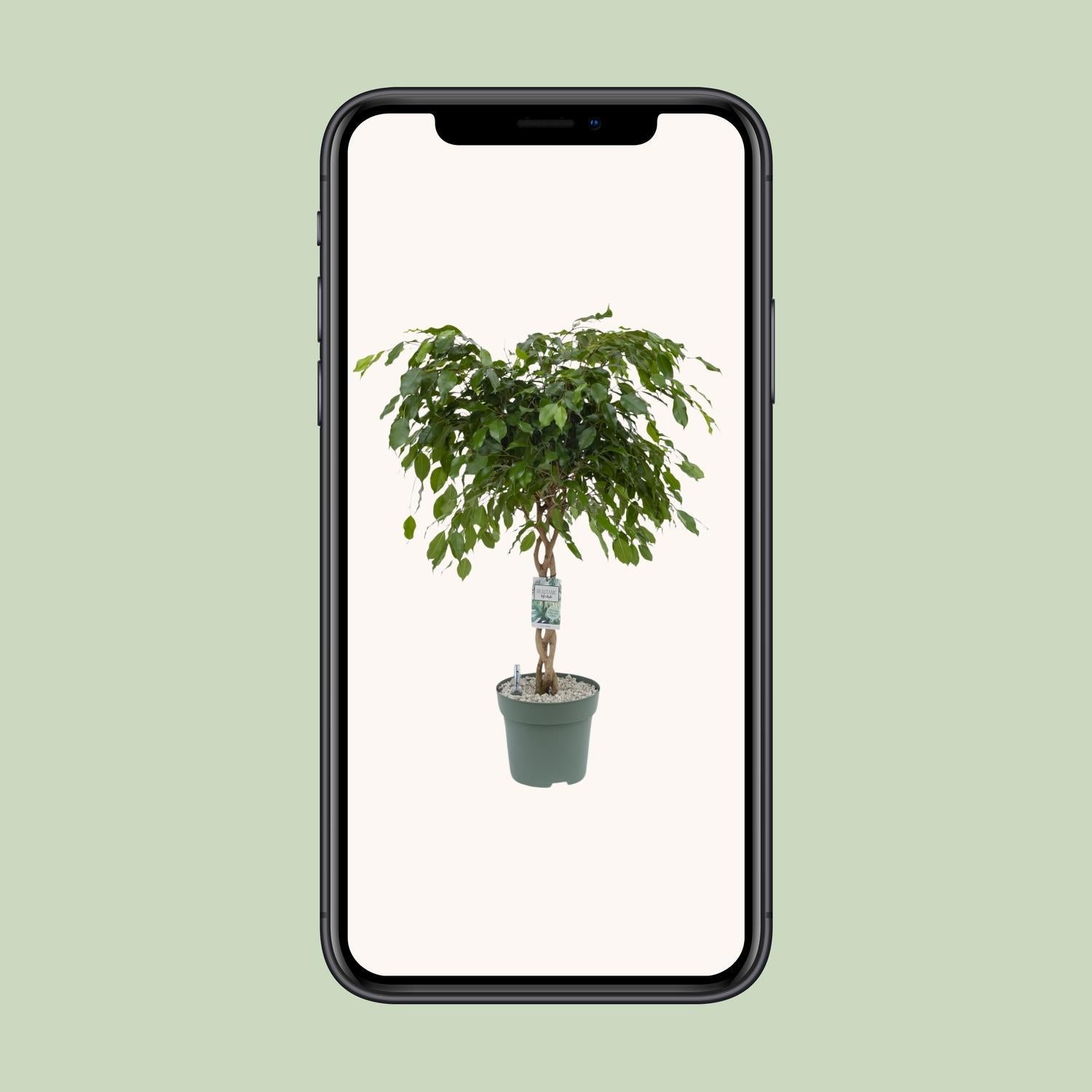 Birkenfeige - Ficus Adora / Exotica - Ø27cm - ↕120cm