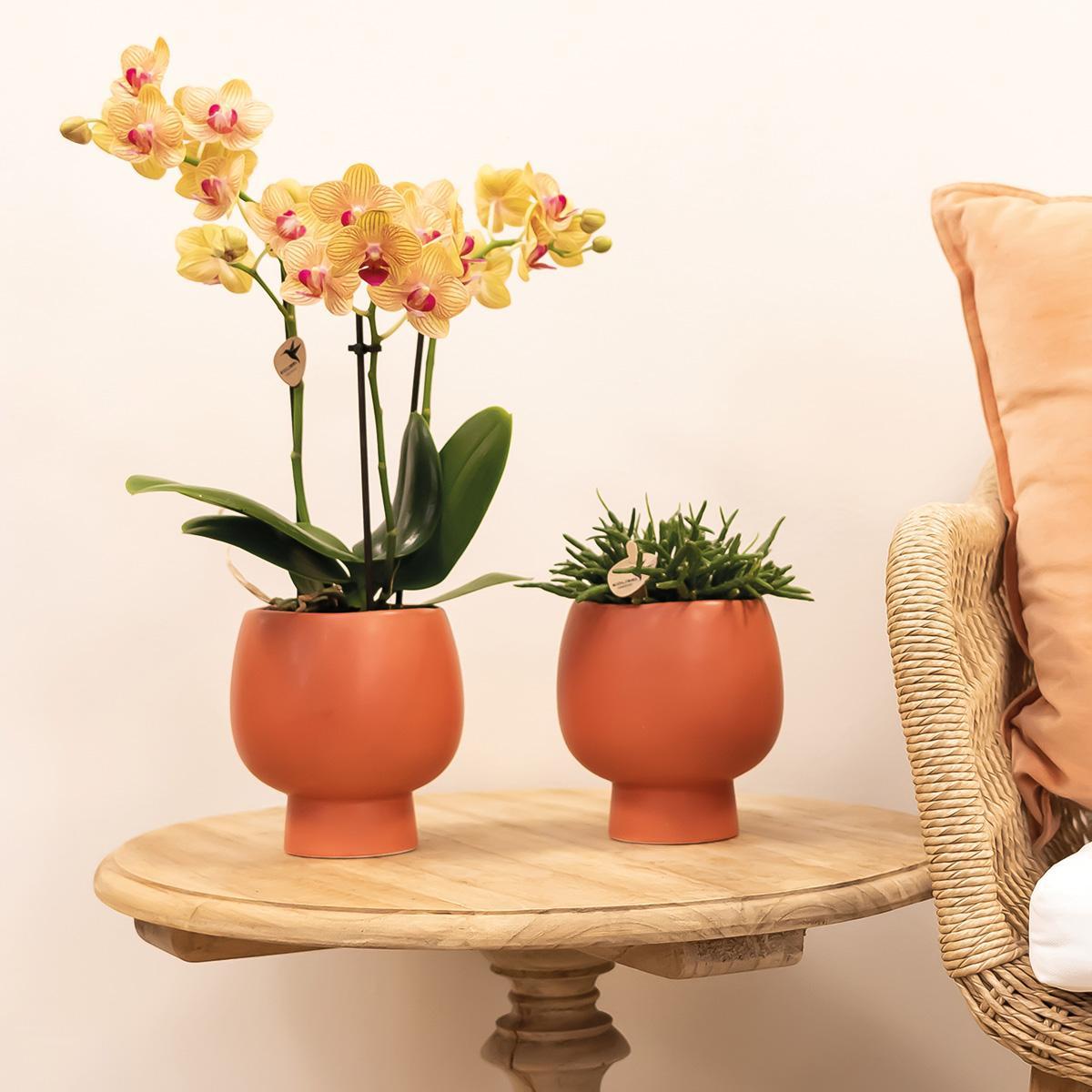 Orchidee orange Phalaenopsis Orchidee Topfgröße Ø9cm | Jamaica | blühende Zimmerpflanze - frisch vom Züchter