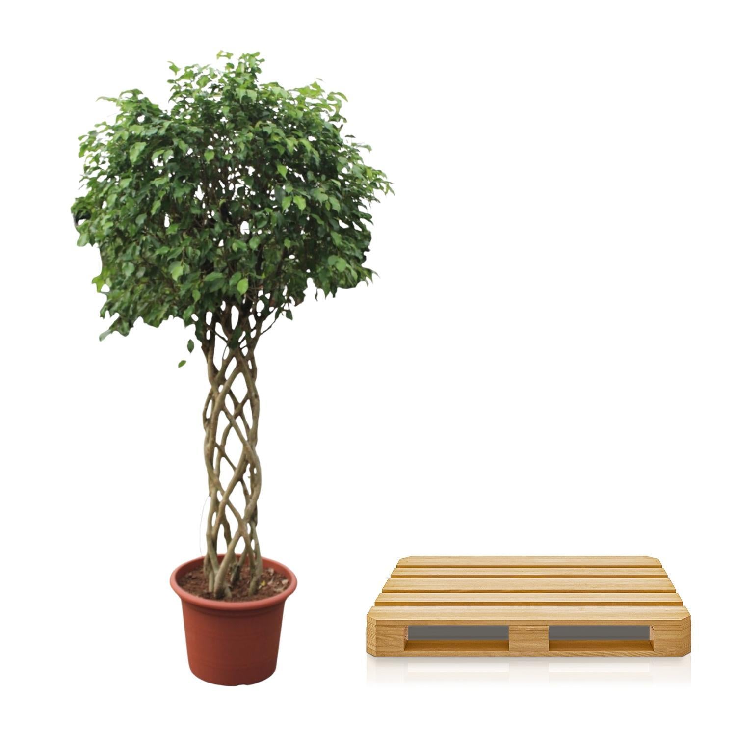 Birkenfeige - Ficus Benjamina Exotica geflochtener Stamm - 250 cm - ø55