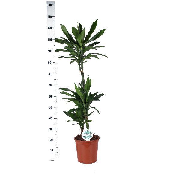 Drachenbaum Janet Lind - Dracaena Janet Lindt