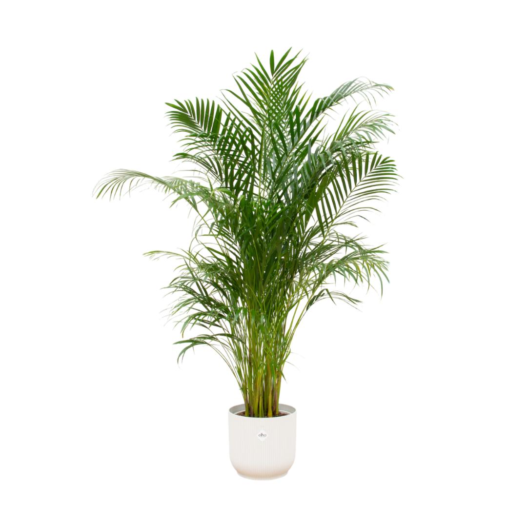 Arecapalme Dypsis lutescens inklusive elho Vibes Fold Round Topf weiß Ø30 - 180 cm