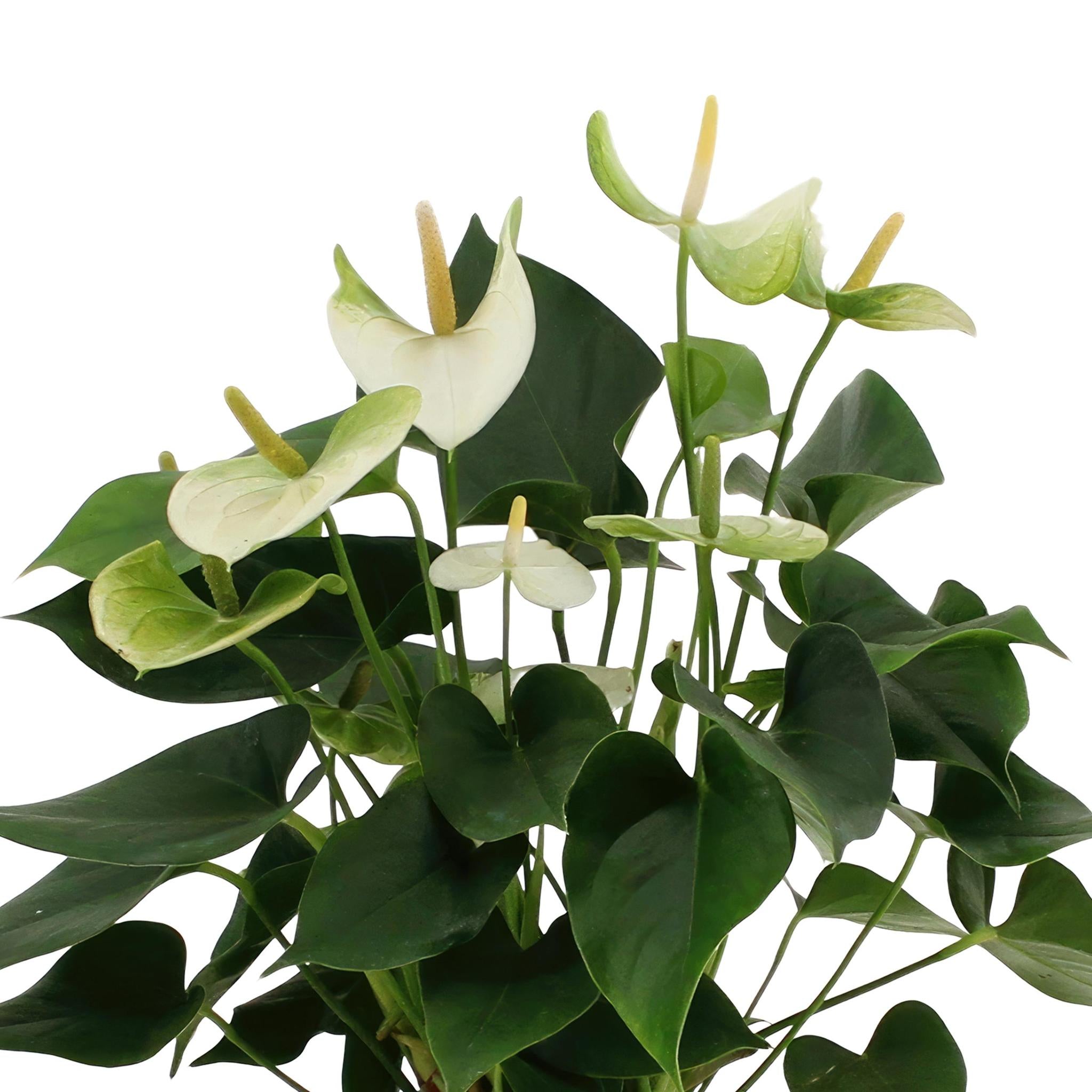 Anthurium andreanum Namora incl. PURE Zinktopf - 45cm - Ø12