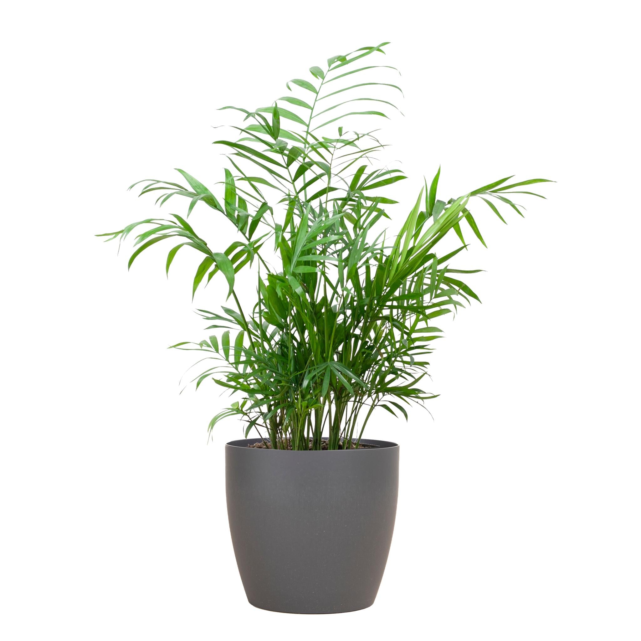 Mexikanische Bergpalme - Chamadorea Elegans mit Viber Topf Grau - 55cm - Ø17