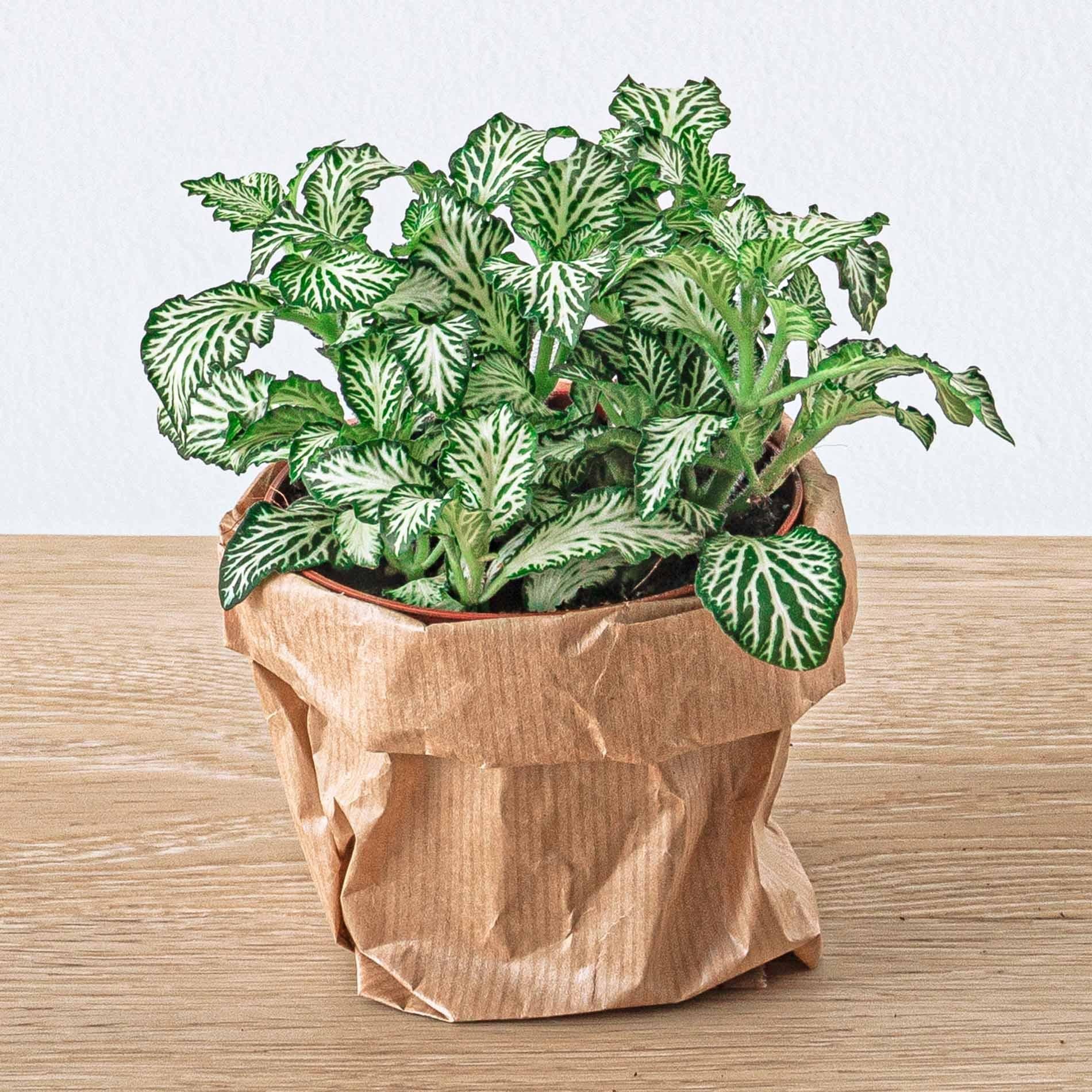 Pflanzenterrarienpaket - Jungle 5 - Coffea - Farn - Palme - 2x Fittonia - Nachfüll- und Starterpaket - DIY