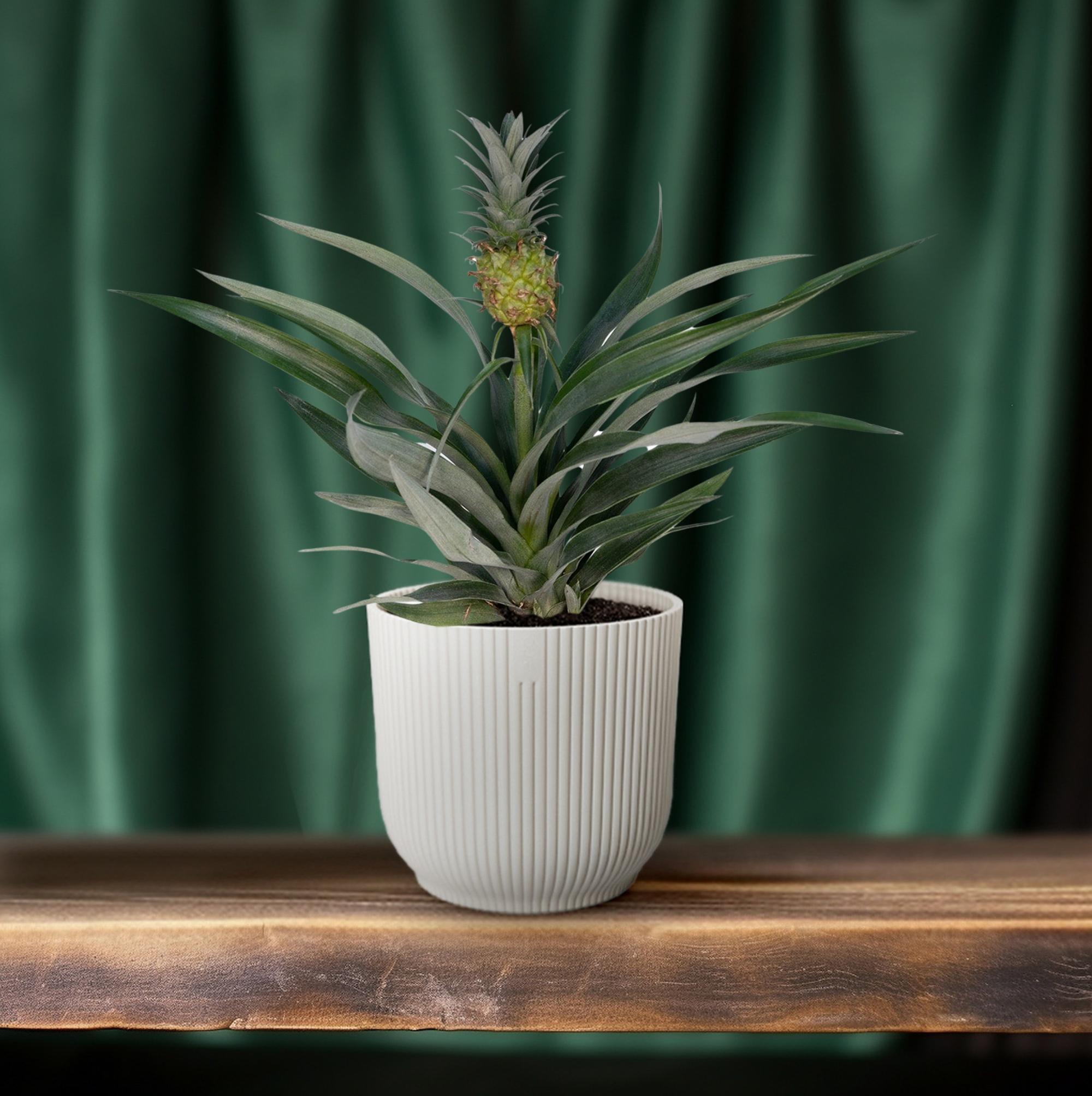 Ananaspflanze - Bromelia Ananas - Ø12cm - ↕30cm