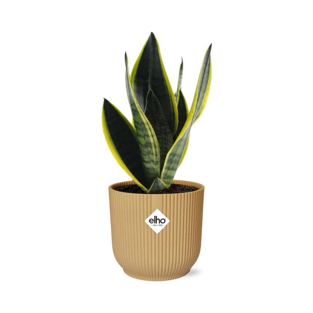 Sansevieria Futura Superba in ELHO Vibes Fold 14cm geel Topf gelb